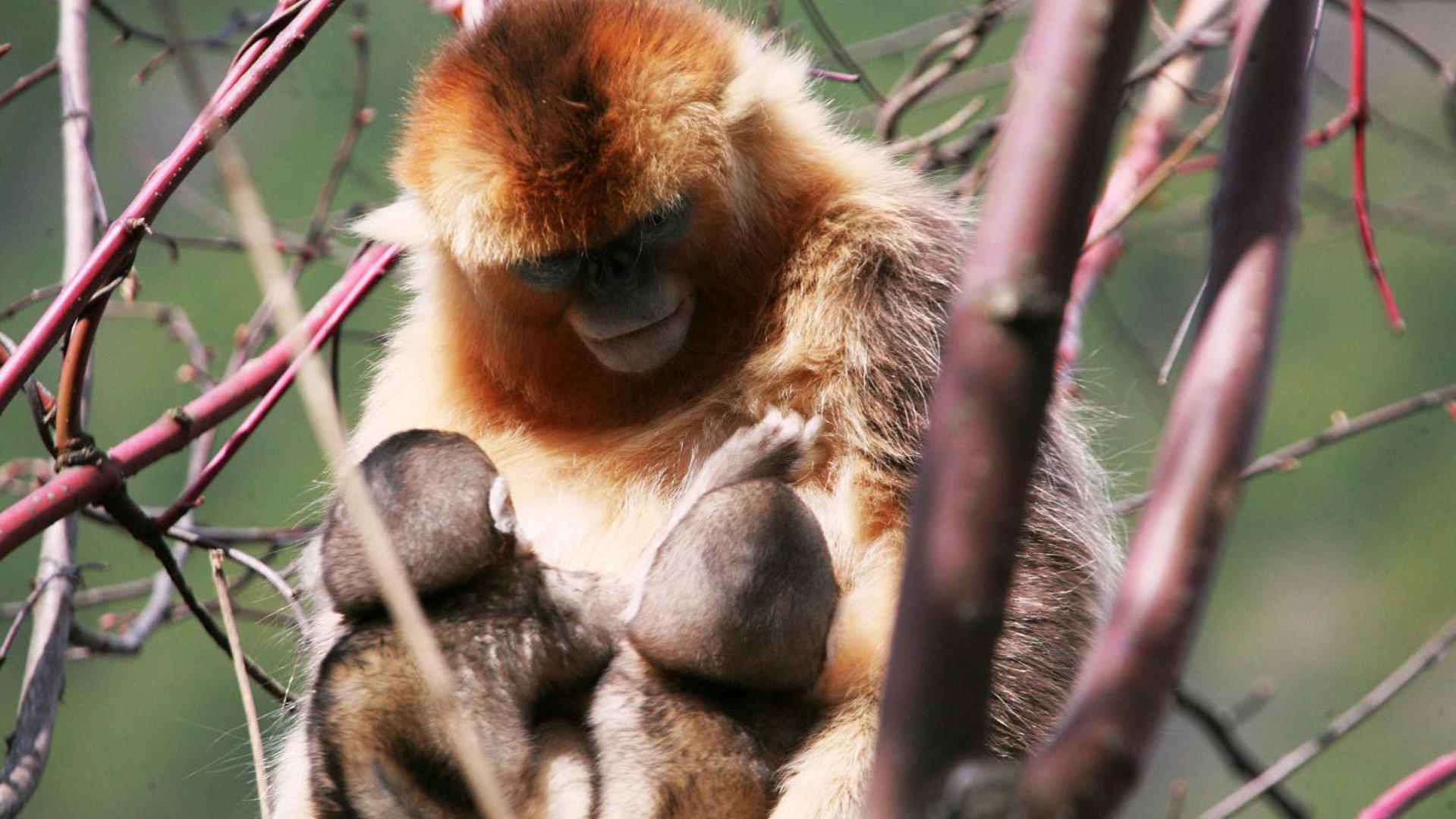 Allaitement Partage Observe Chez Le Singe Dore Radio Canada Ca Allaitement Partage Observe Chez Le Singe Dore Radio Canada Ca