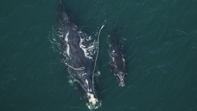 Les navires pourraient ne plus céder le passage aux baleines noires