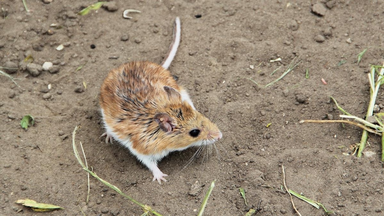 L Evolution Des Vertebres Serait Plus Rapide Qu On Ne Le Pensait Radio Canada Ca