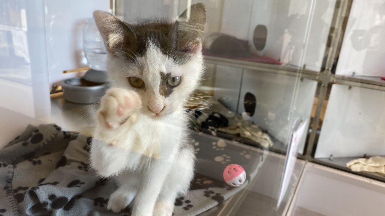 Plus de 70 chats en attente d’adoption à la SPA Mauricie | Radio-Canada
