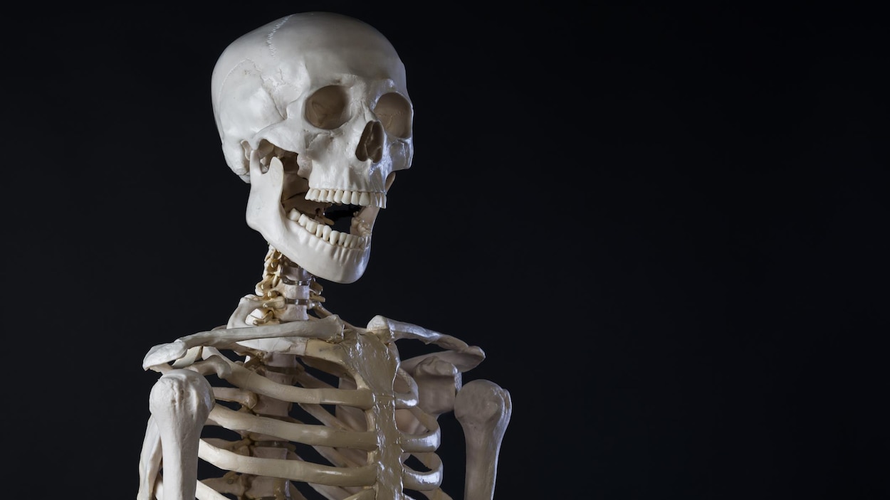 Tout savoir sur le squelette humain