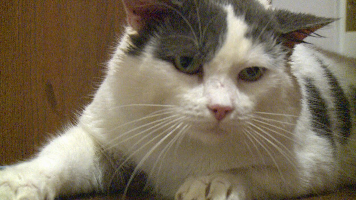 Un Ontarien Demande Reparation Apres La Castration De Son Chat Sans Permission Radio Canada Ca
