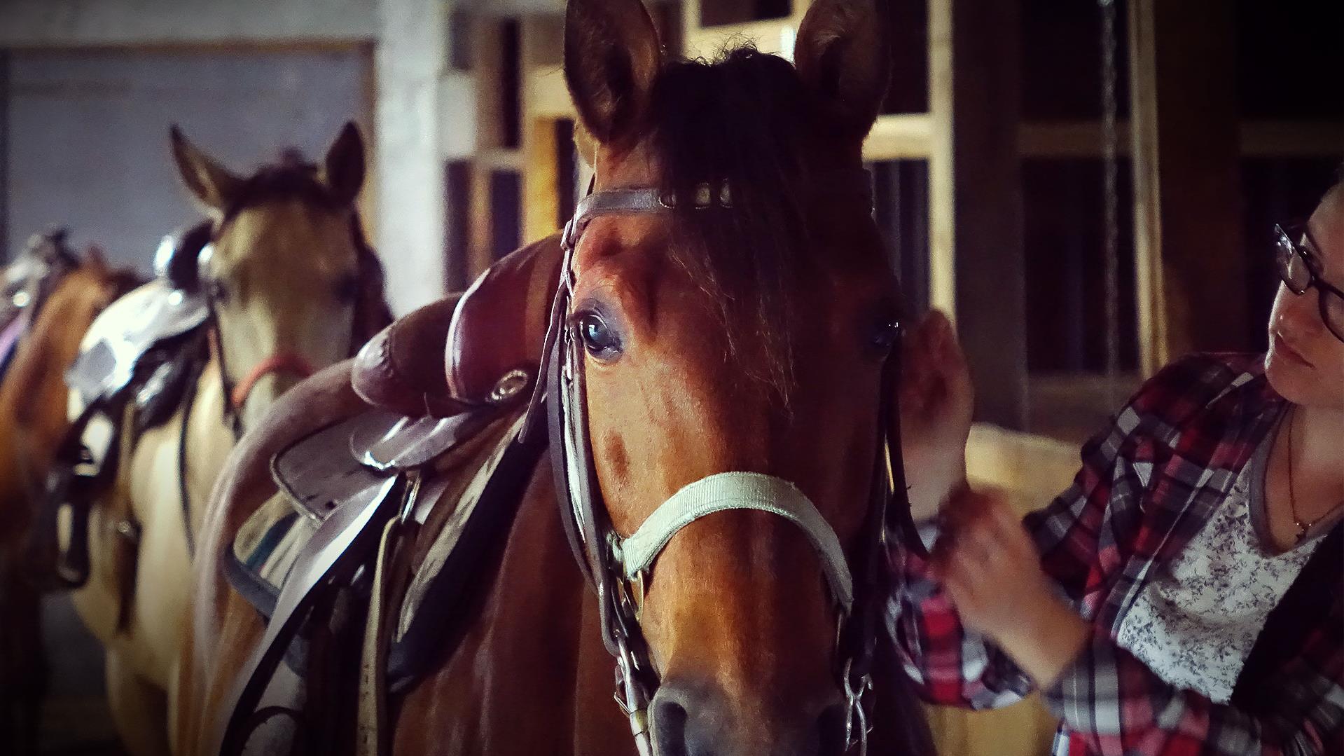 L Equitation Therapeutique Ca Fait Un Loisir Pour Quelqu Un Qui N En A Pas Radio Canada Ca L Equitation Therapeutique Ca Fait Un Loisir Pour Quelqu Un Qui N En A Pas Radio Canada Ca