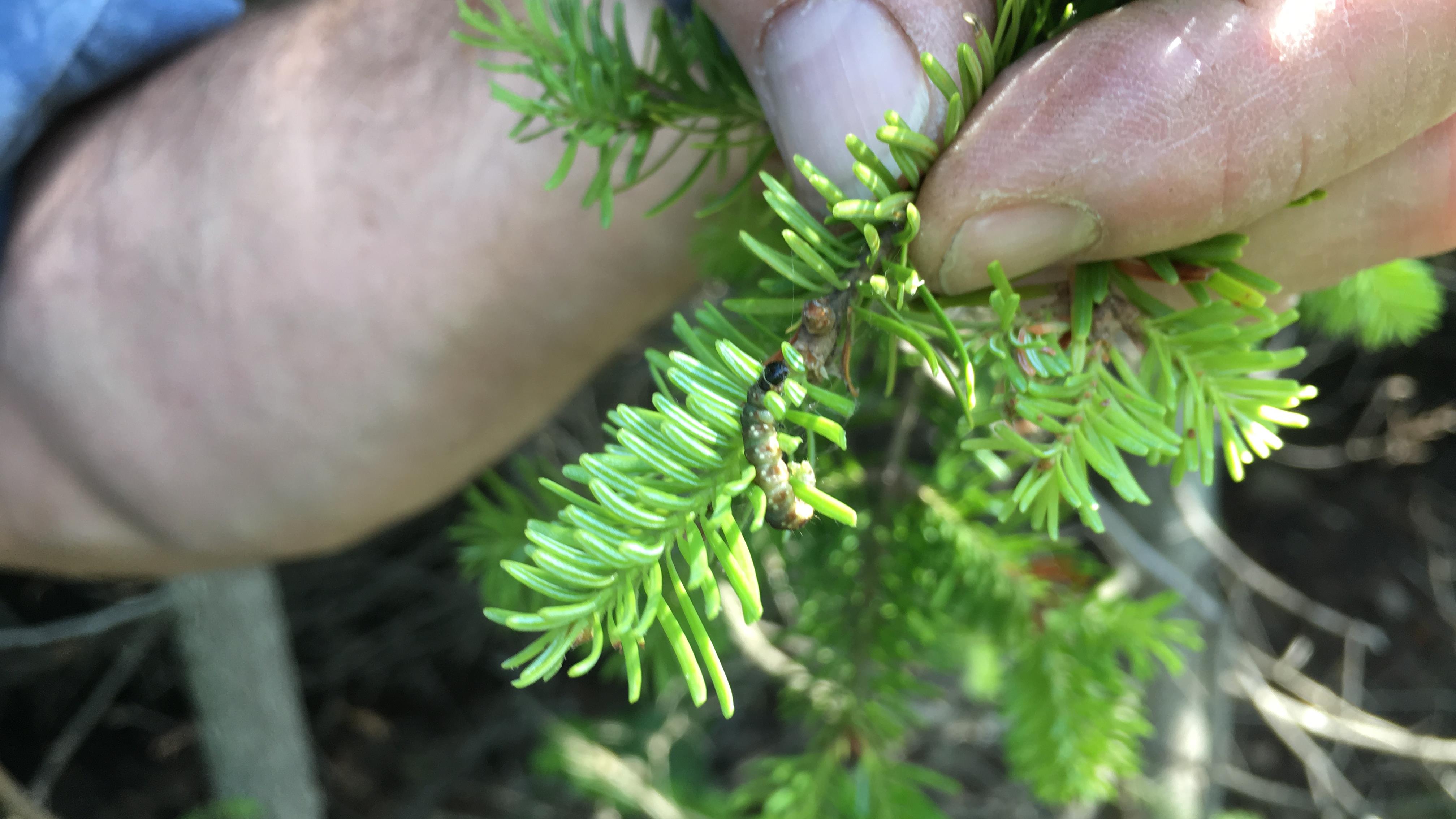 La tordeuse du bourgeon de est peu préoccupante au N.B. cet