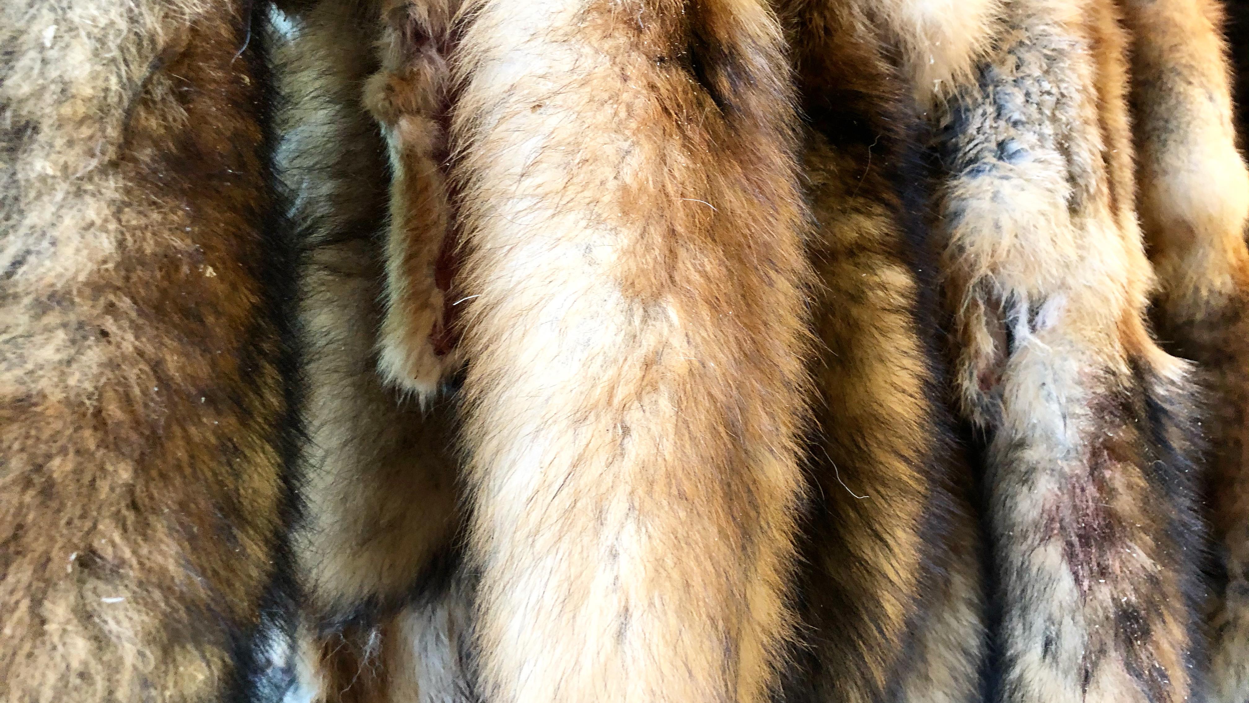 Canada goose quebec ville que faire hotsell