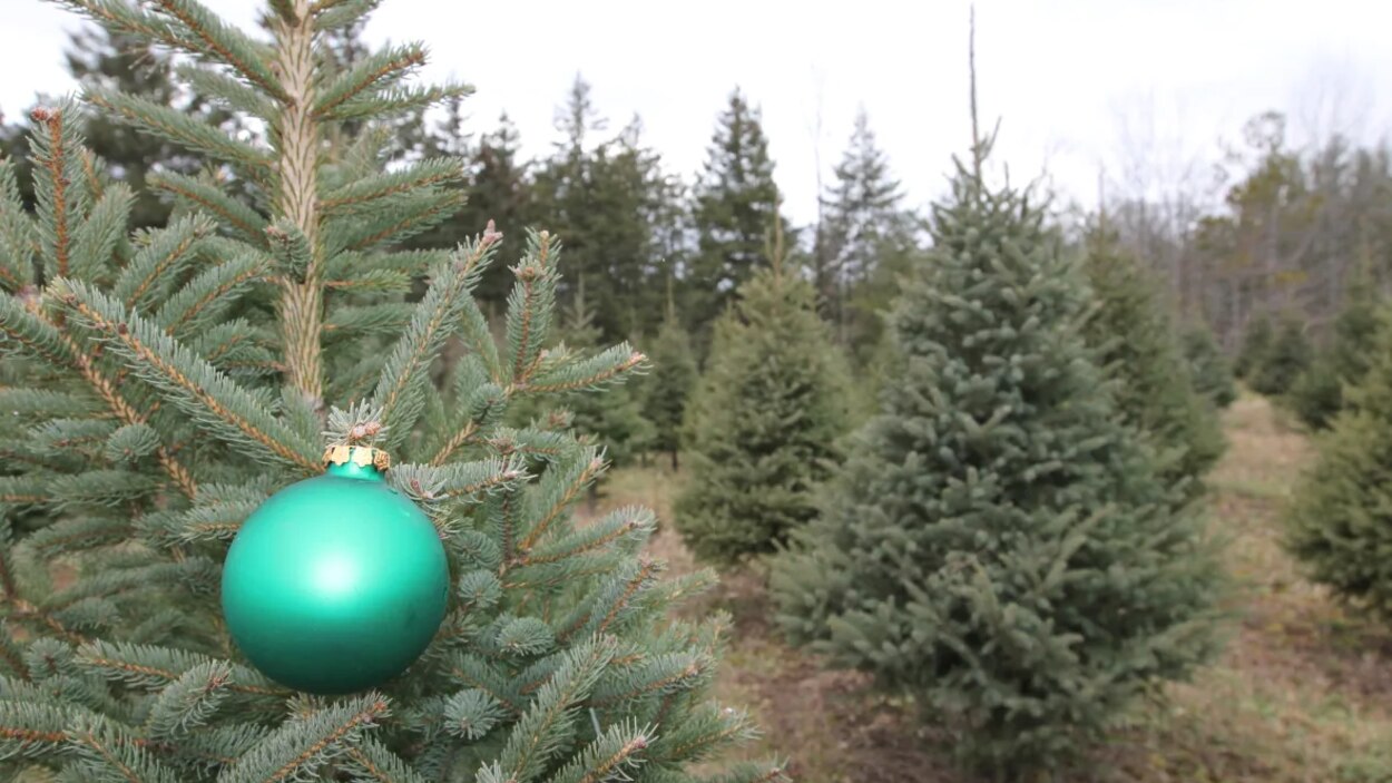 to the new tradition of Christmas tree shortages RadioCanada.ca