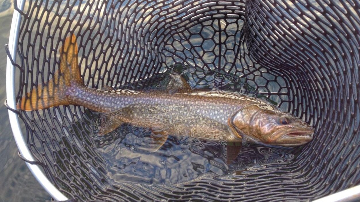 Dans Les Lacs La Truite S Adapte Aux Changements Climatiques Selon Une Etude Radio Canada Ca