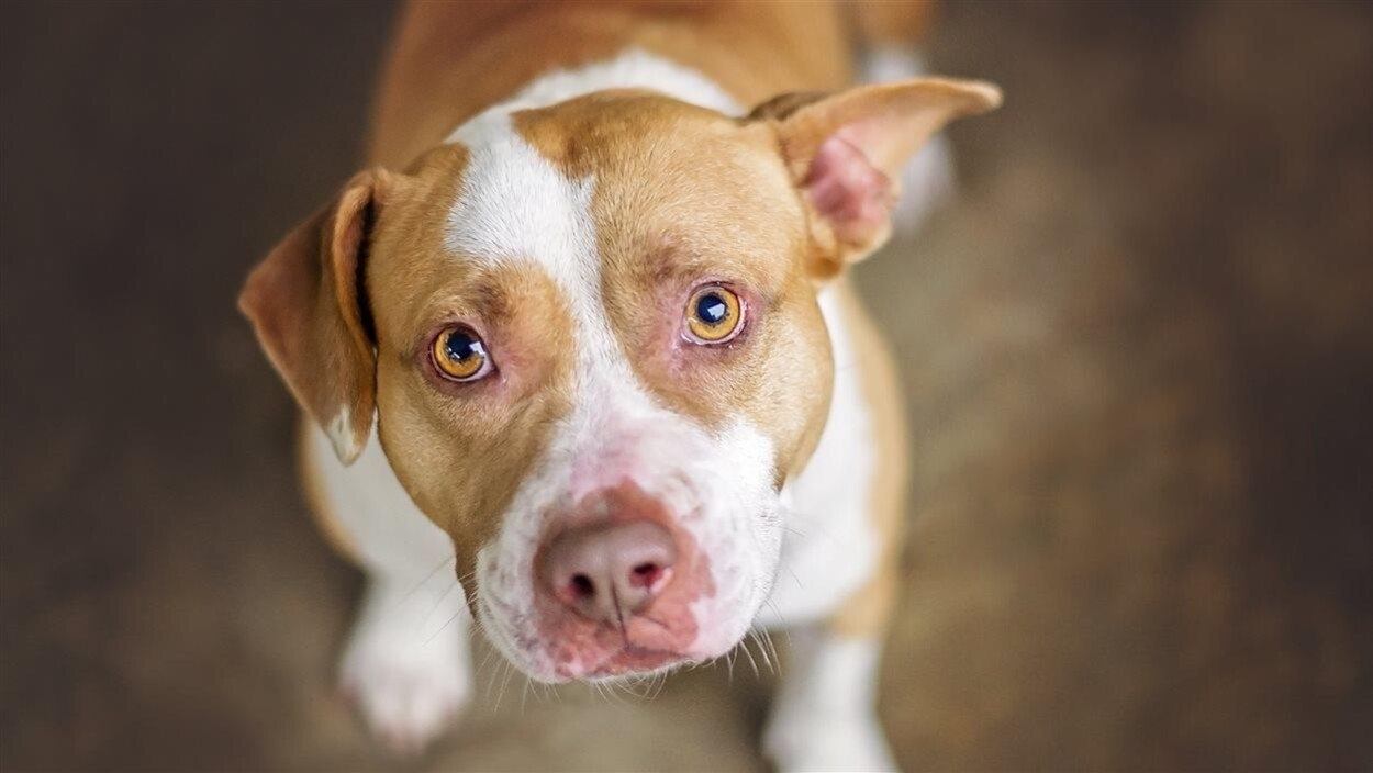 Interdiction des pitbulls l’Ontario doit changer la loi, selon un vétérinaire RadioCanada