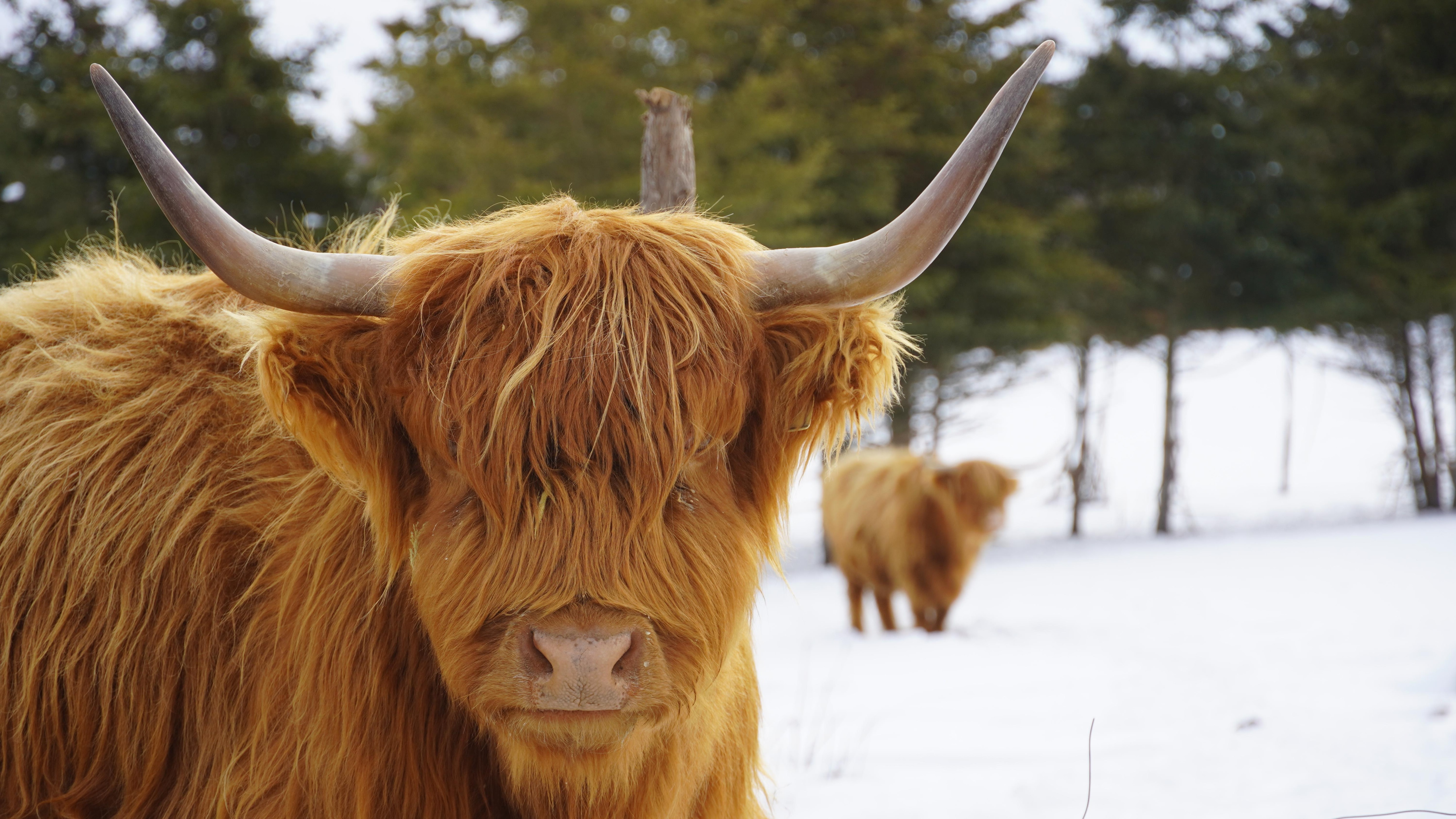 Un bœuf Highland passe du champ à l’assiette sans sortir de l’Est-du-Québec
