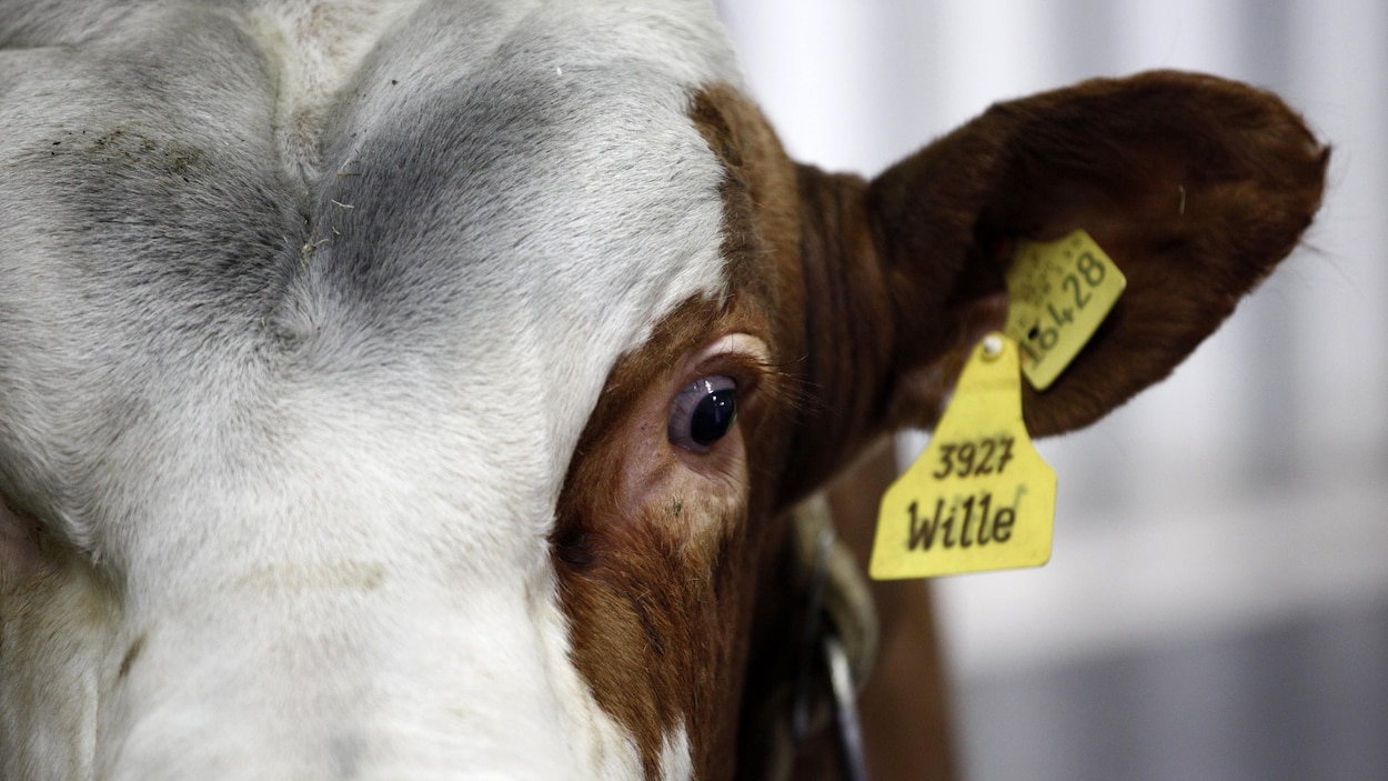 Et L Homme Crea La Vache D Etable Radio Canada Ca