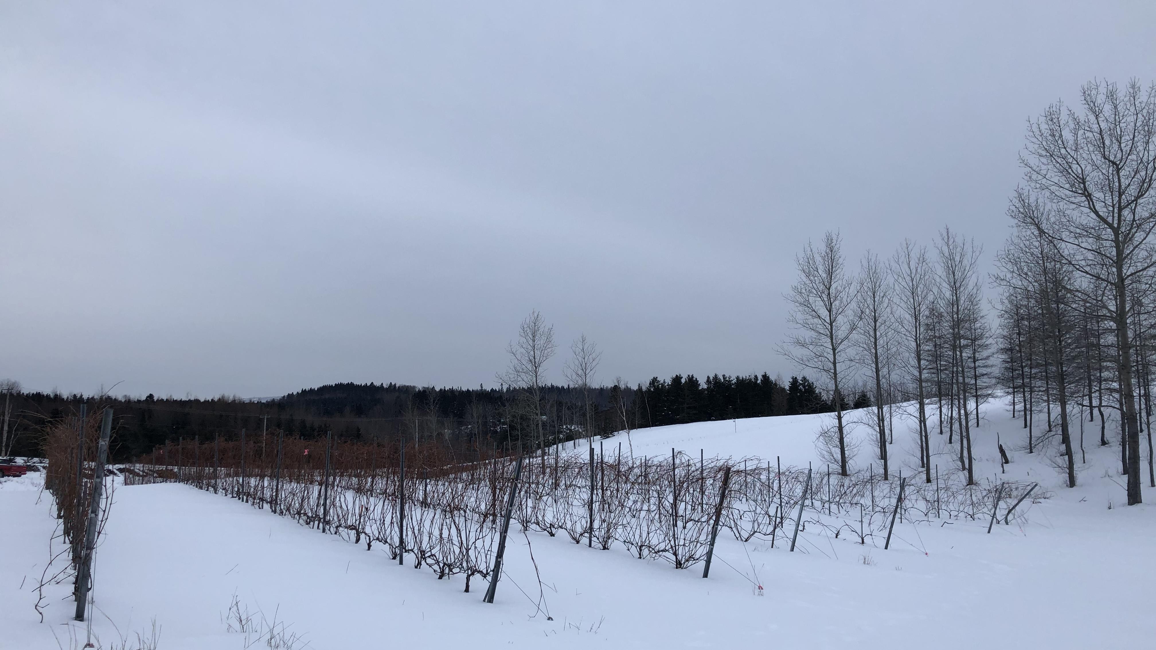 Pourquoi doit-on tailler les vignes en plein hiver?
Pourquoi doit-on tailler les vignes en plein hiver?