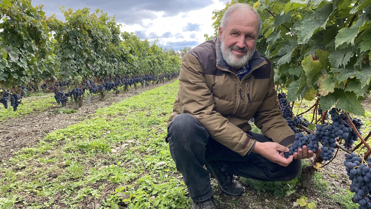 2020, une année fructueuse pour les vignerons du Québec | Radio-Canada