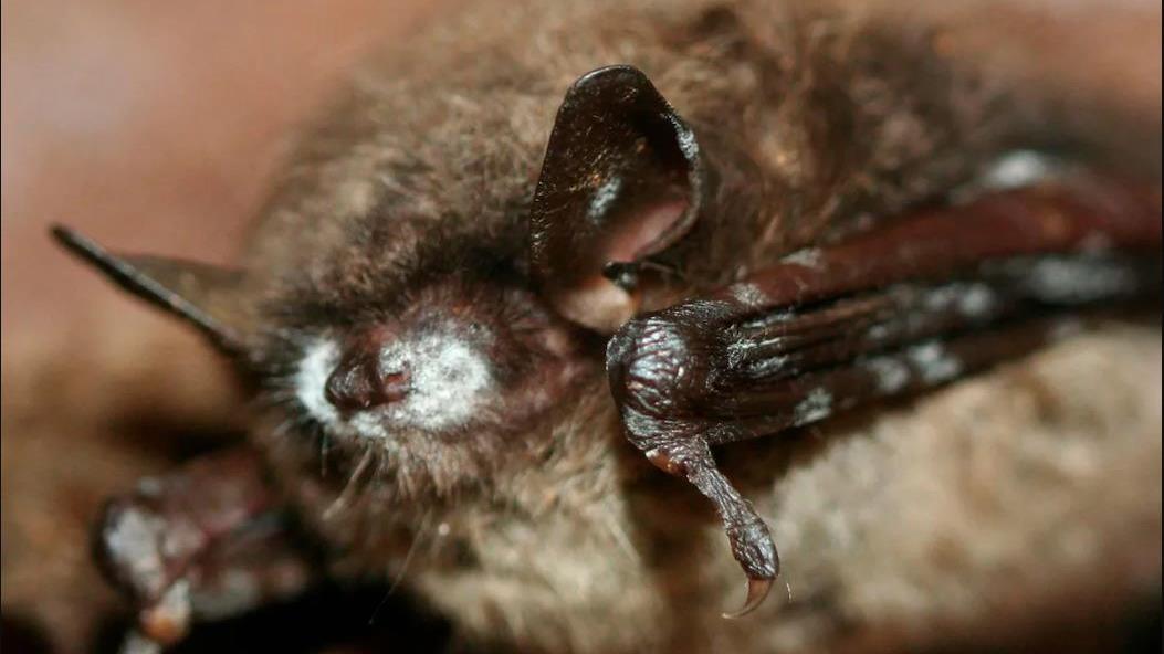 Cas de rage confirmés chez des chauves-souris à Waterville | Radio-Canada Cas de rage confirmés chez des chauves-souris à Waterville | Radio-Canada