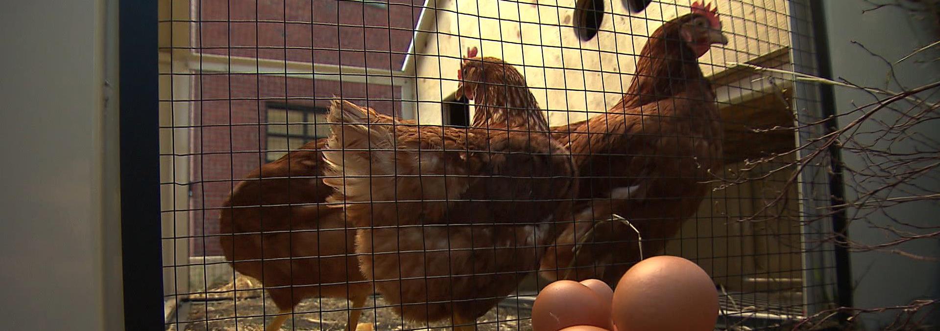 élever Des Poules En Ville Un Projet Qui Doit être Réfléchi On N