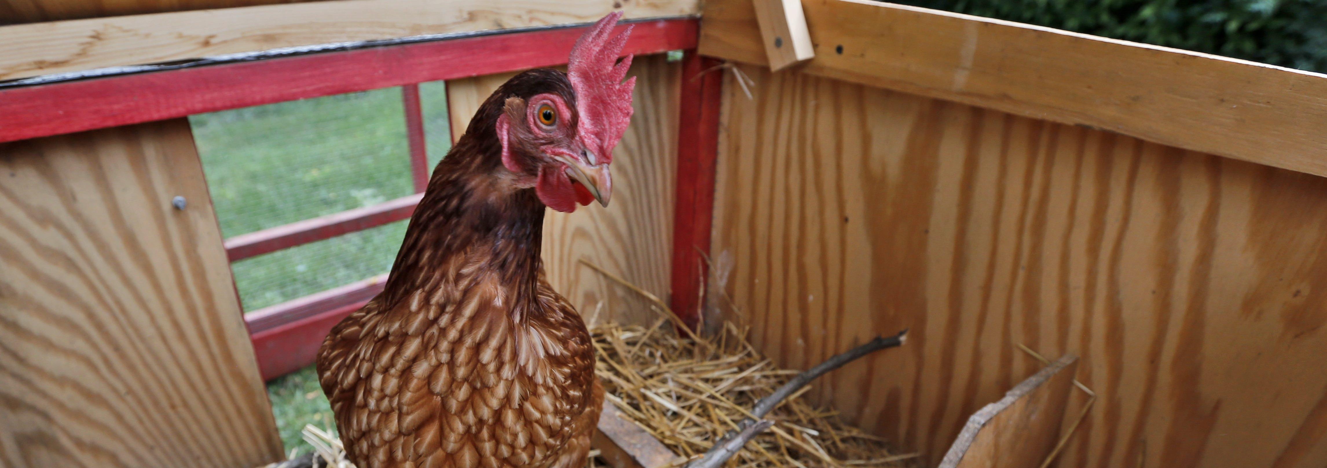 Ce Quil Faut Savoir Avant Davoir Des Poules Par Ici Linfo