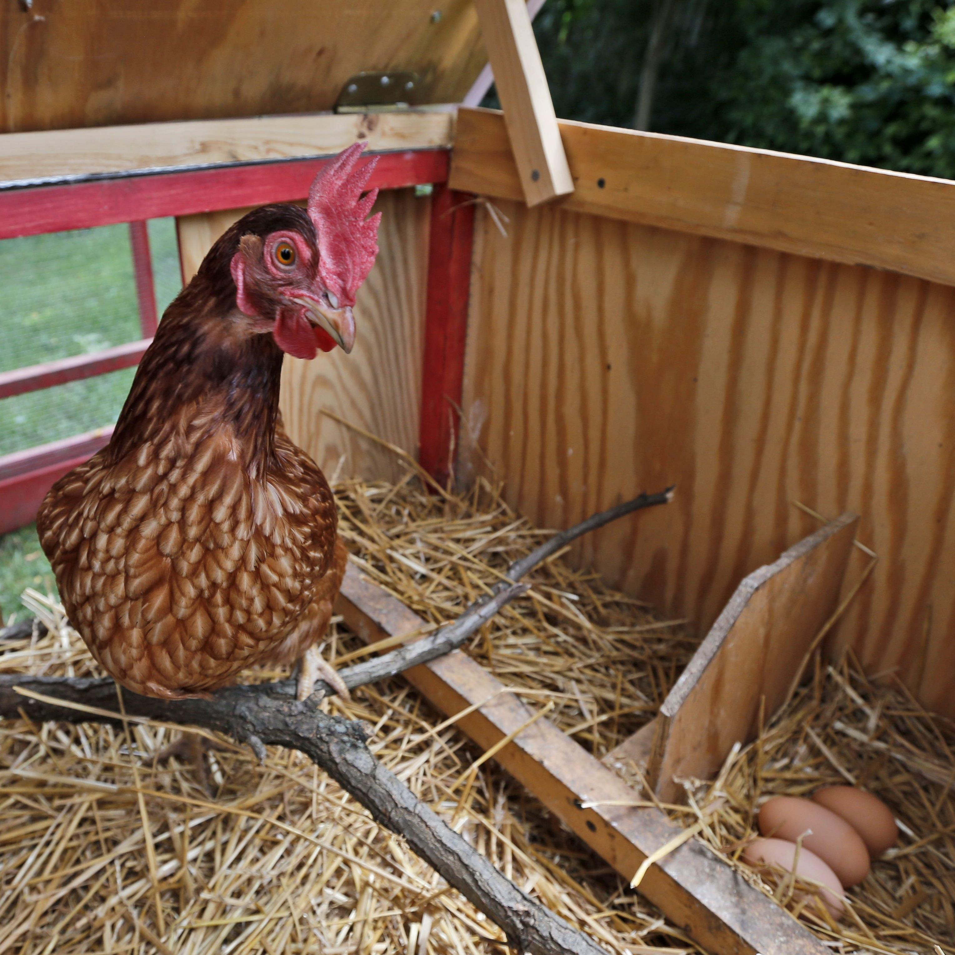 Ce Quil Faut Savoir Avant Davoir Des Poules Par Ici Linfo