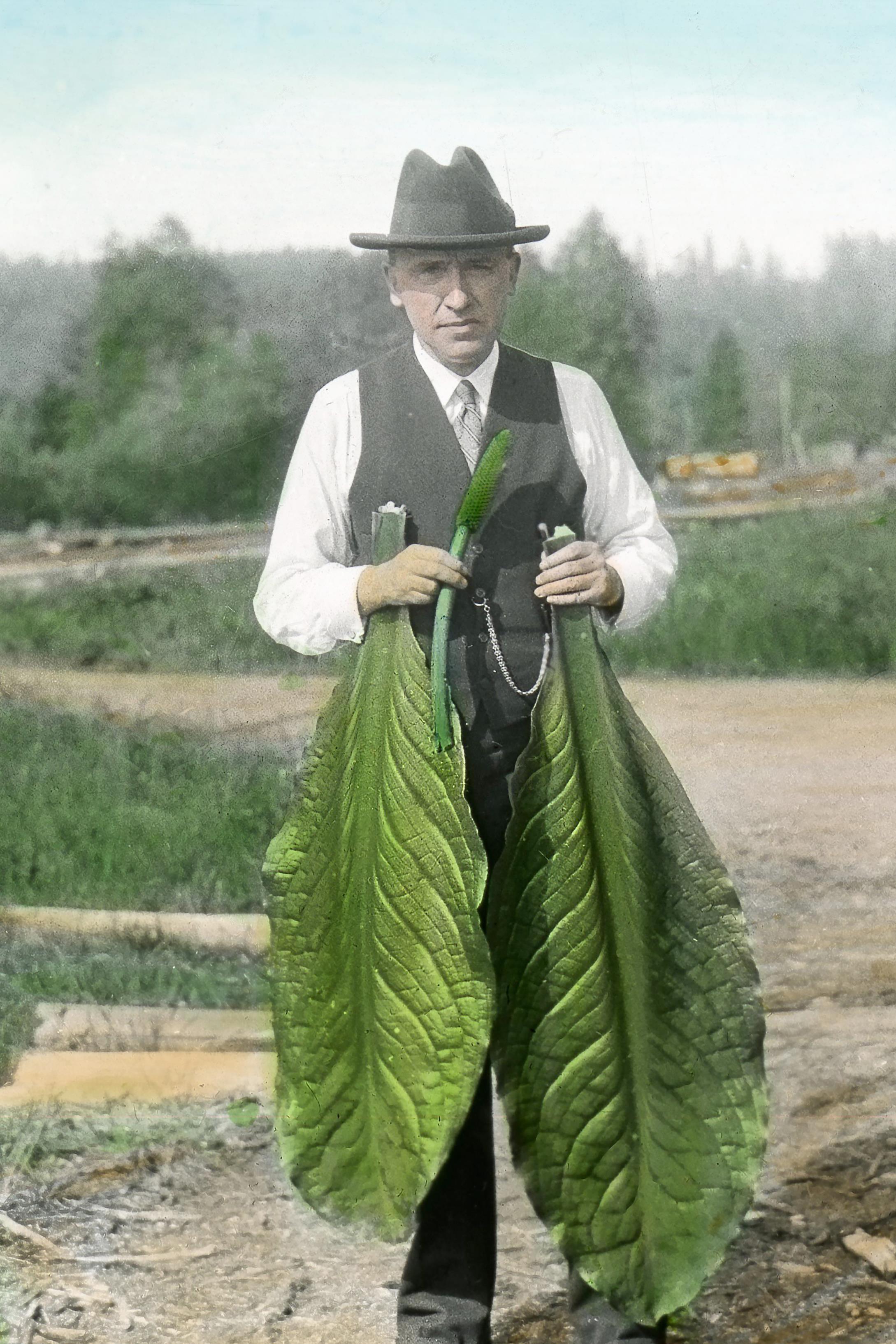 Le frère Marie-Victorin avec des feuilles de lysichiton d’Amérique (1933)