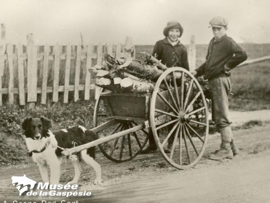 Vers 1900-1930, un chien moustaché attelé à une charrette chargée de bois, jeune fille et garçon derrière lui.