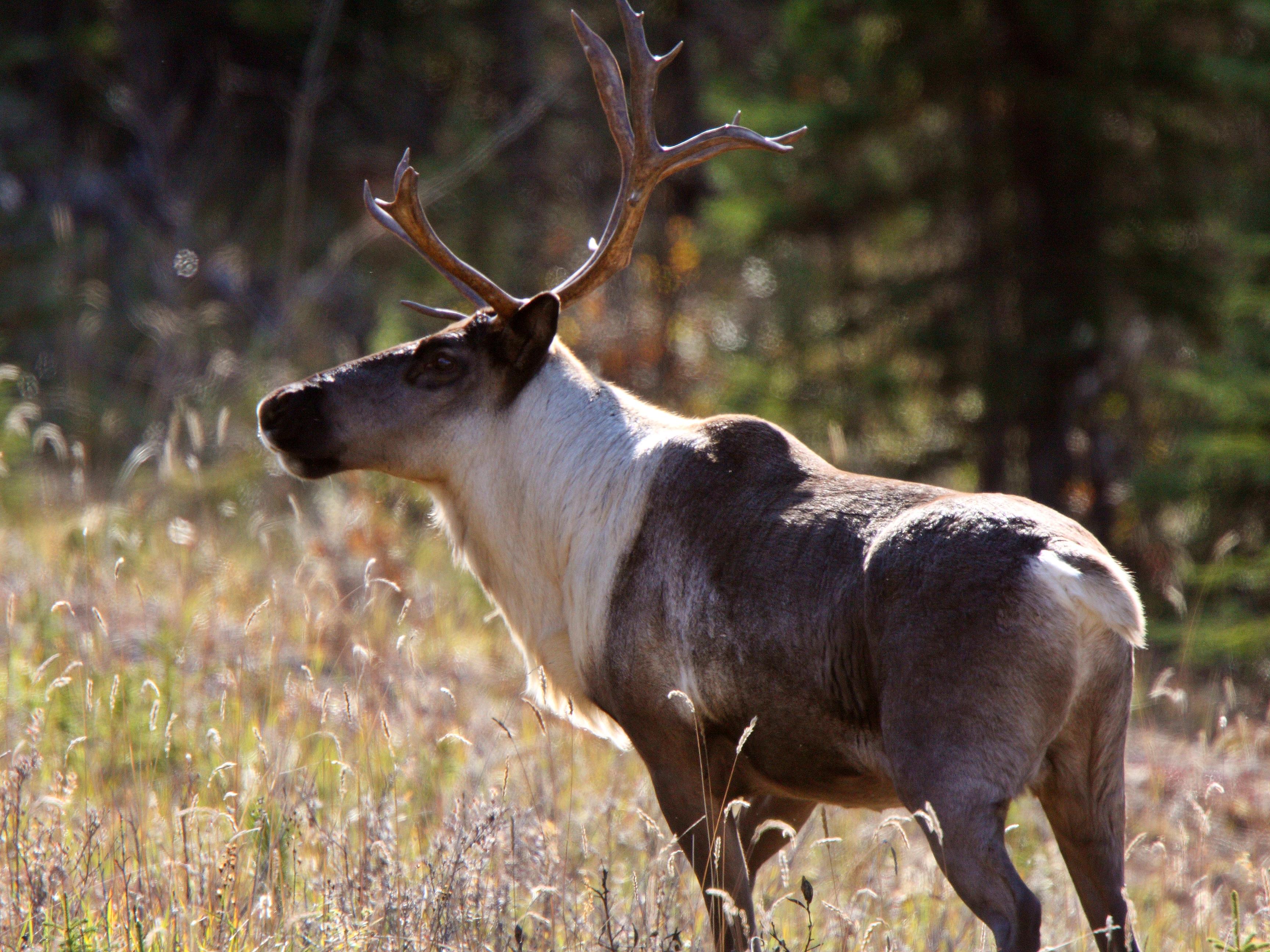 caribou storm sneaker