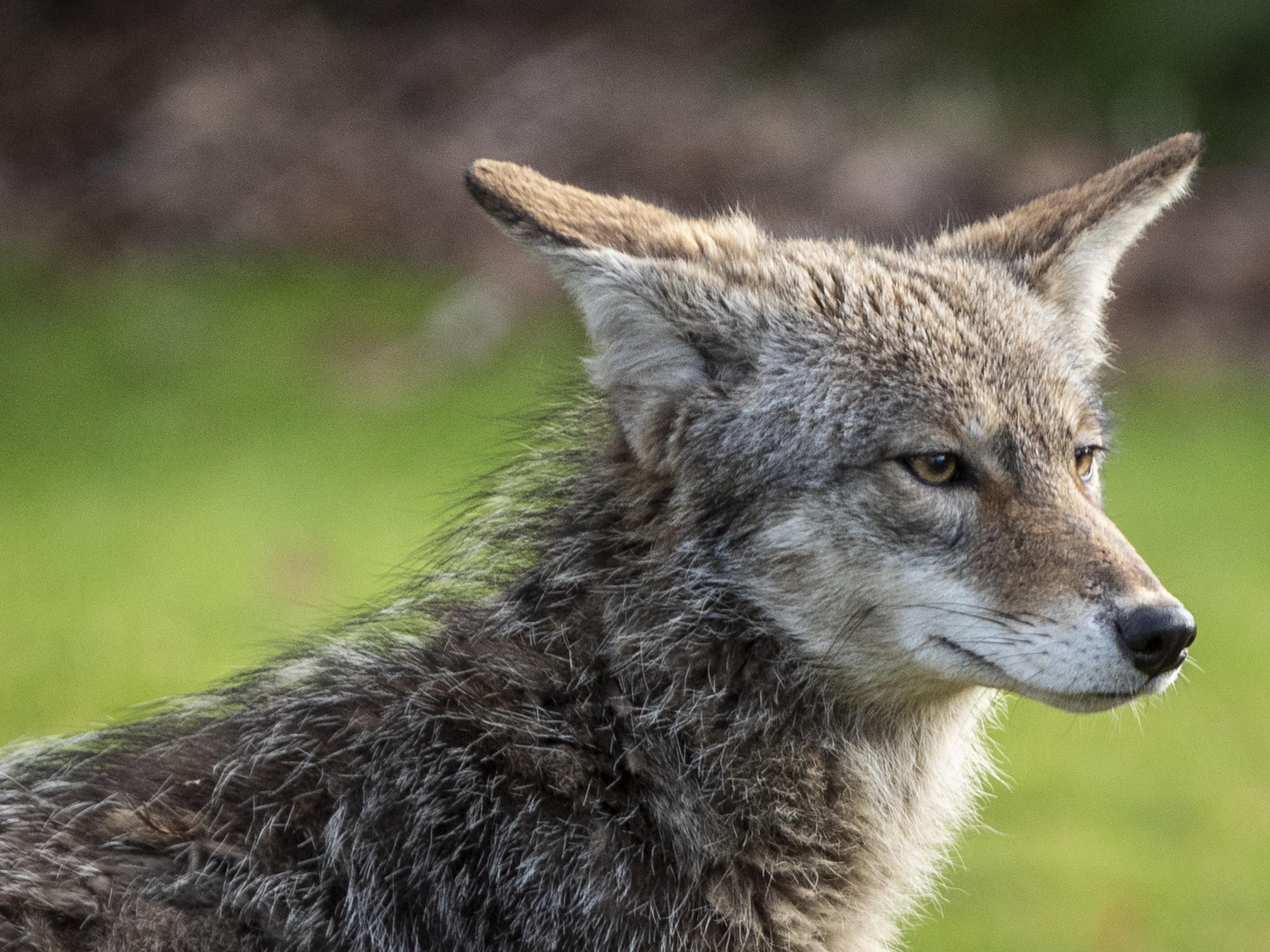 Les coyotes, en pleine période de reproduction