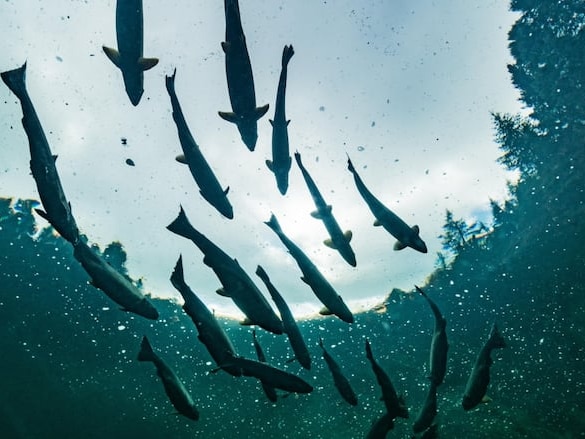 Une association à Chéticamp craint la fin, ou davantage de limites, à la pêche au saumon