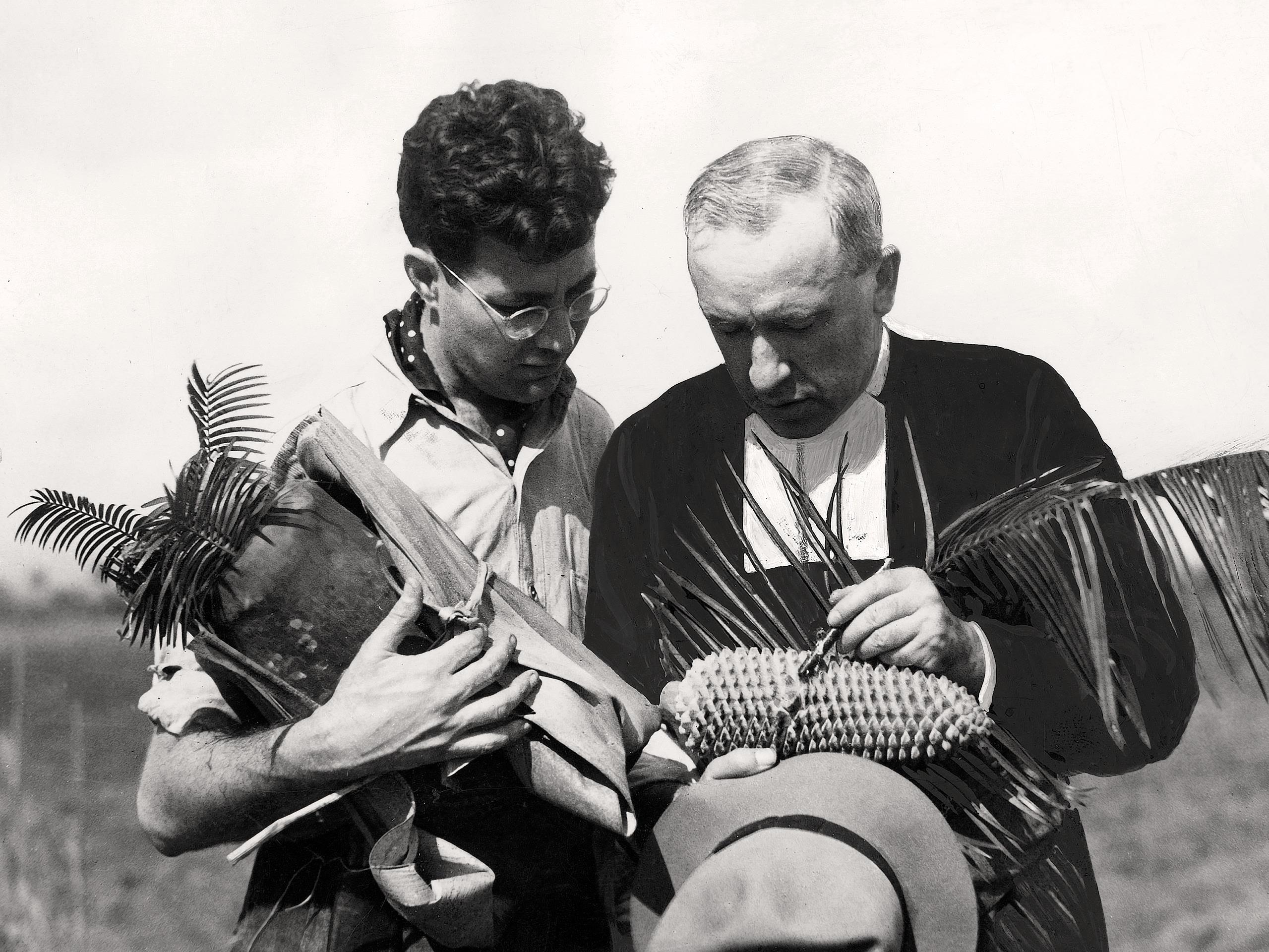 Marie-Victorin lors d’un voyage d’herborisation à Cuba (1939)
                    