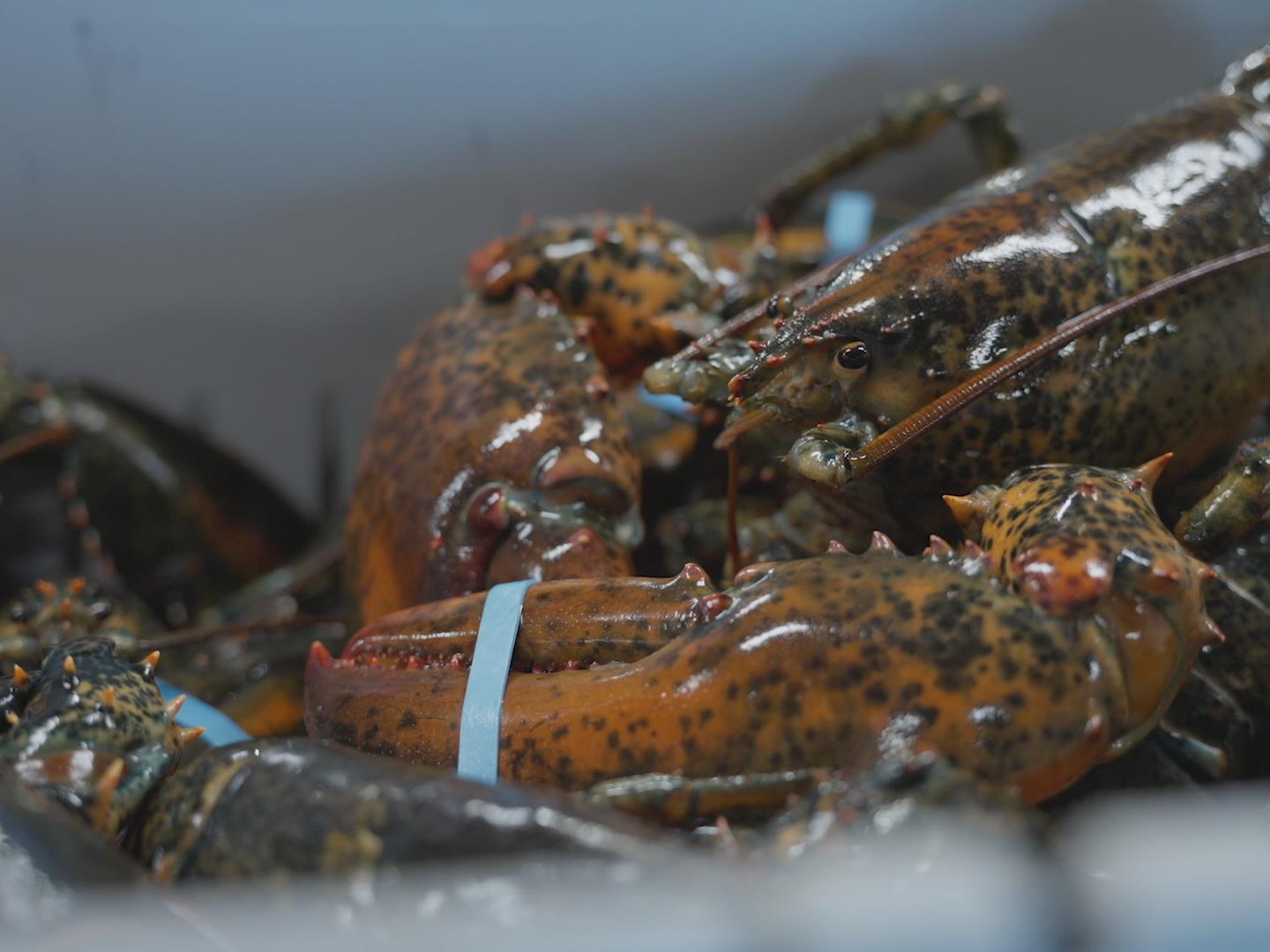 Vente illégale de homard : il faut aussi surveiller les acheteurs selon l’UPM