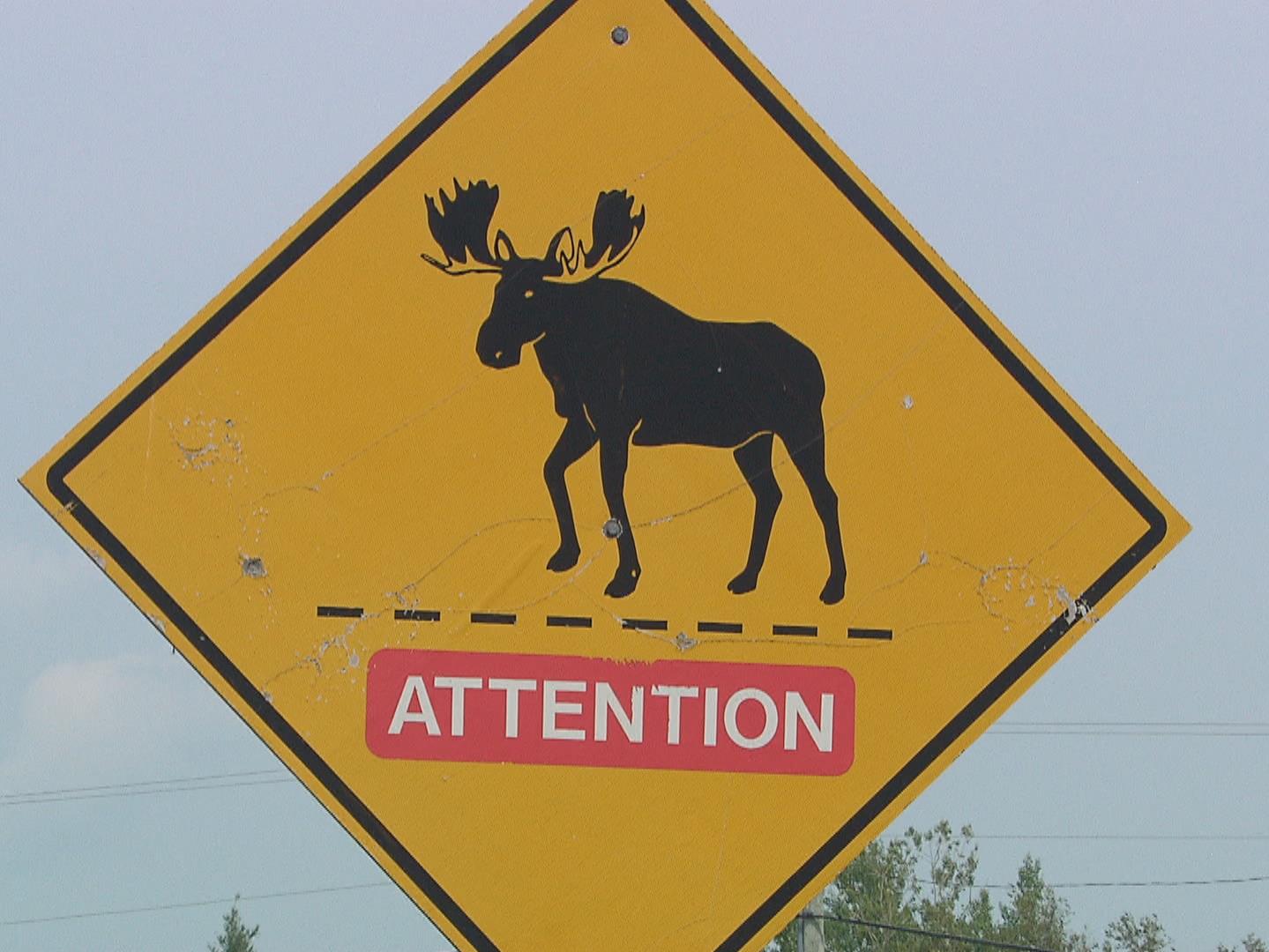 Pourquoi n’y a-t-il pas plus de passages pour la faune sur les routes?