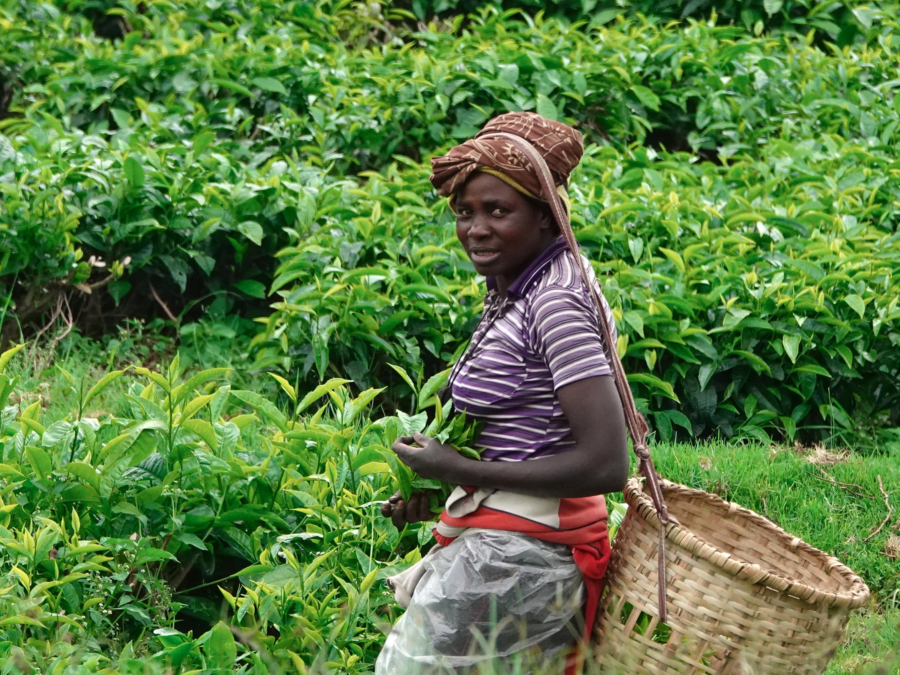 Une jeune femme portant un panier sur son dos cueille des feuilles de thé.