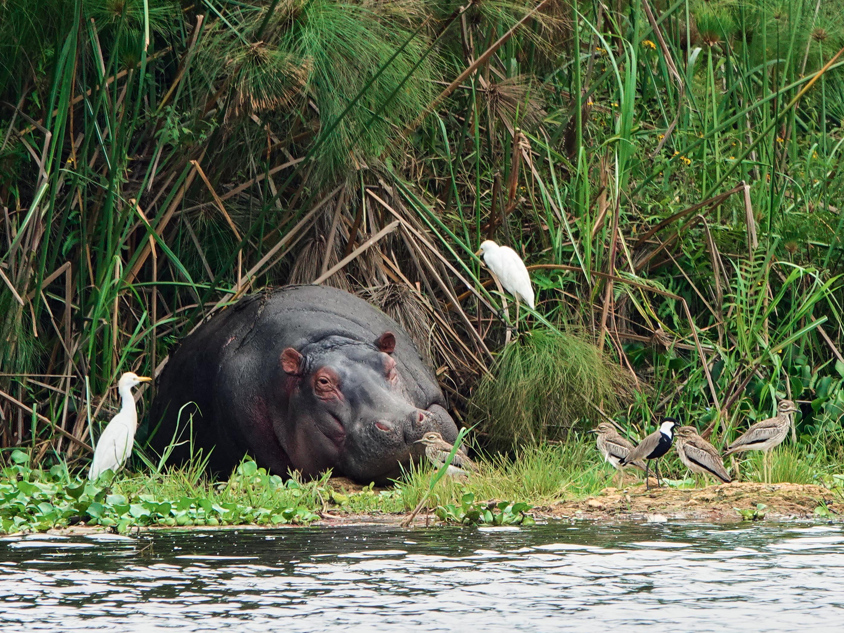 Un hippopotame entouré de plusieurs oiseaux, tout près d’un point d’eau.
