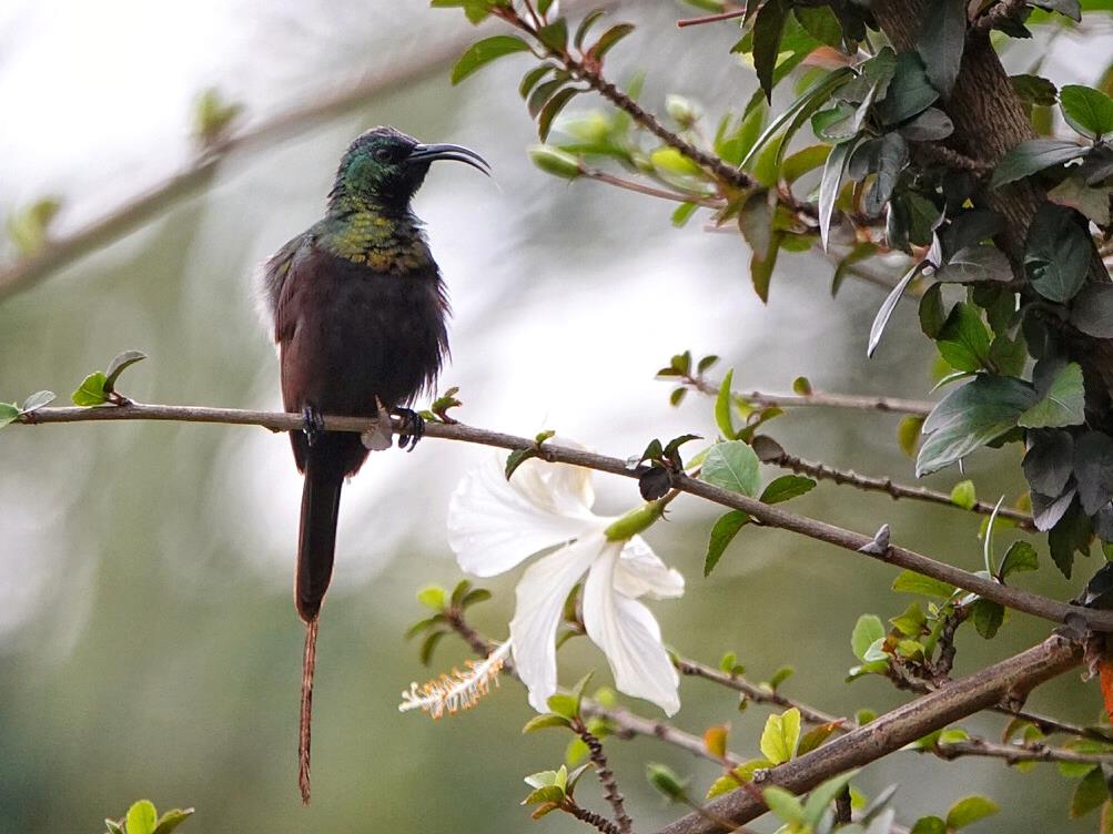 Un oiseau ébouriffé au bec étrange.