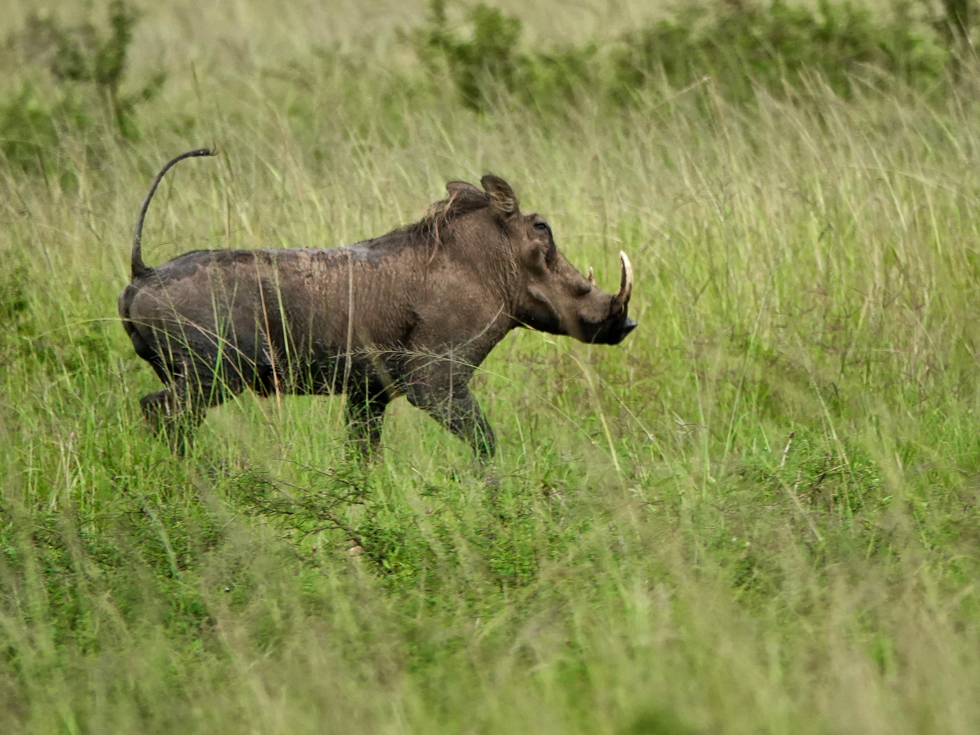 Un animal qui ressemble à un sanglier court dans la savane.
