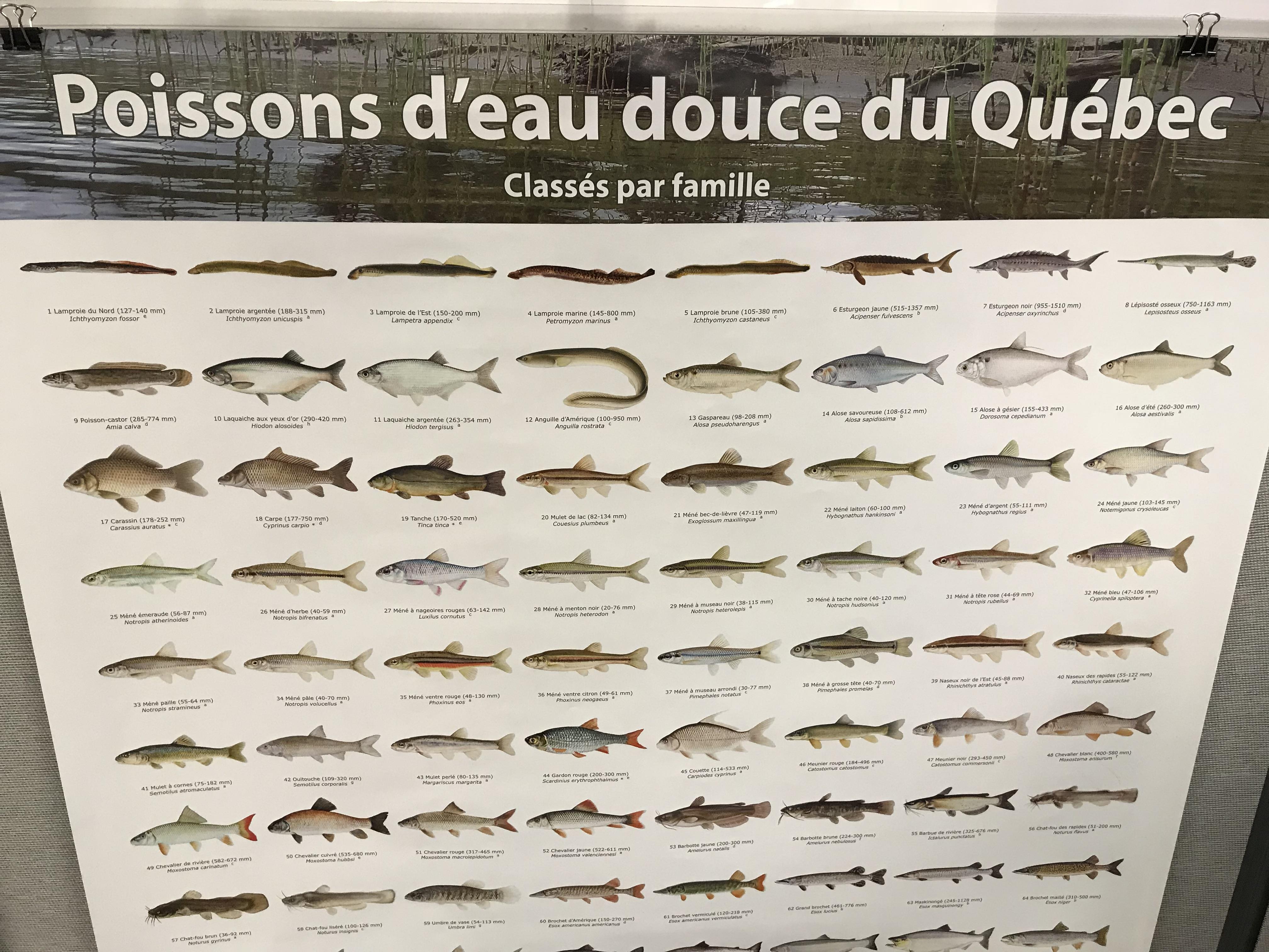 Quand « Ouverture De La Pêche » Rime Parfois Avec « Braconnage ...