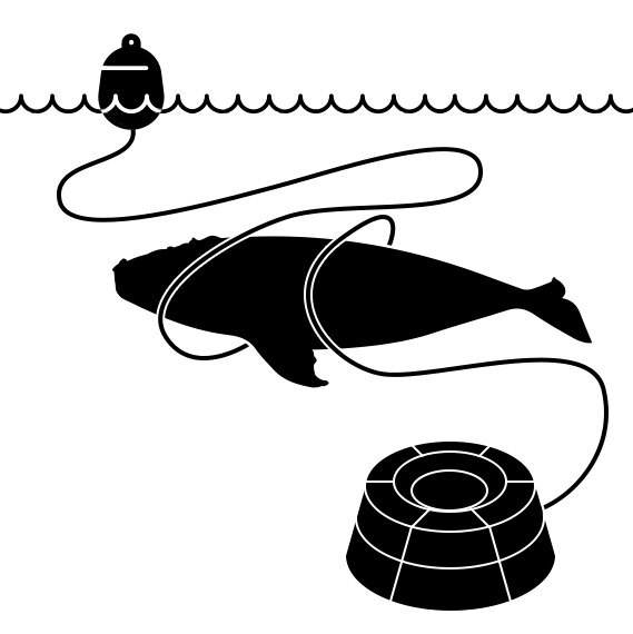 Une baleine empêtré dans un câble de pêche.