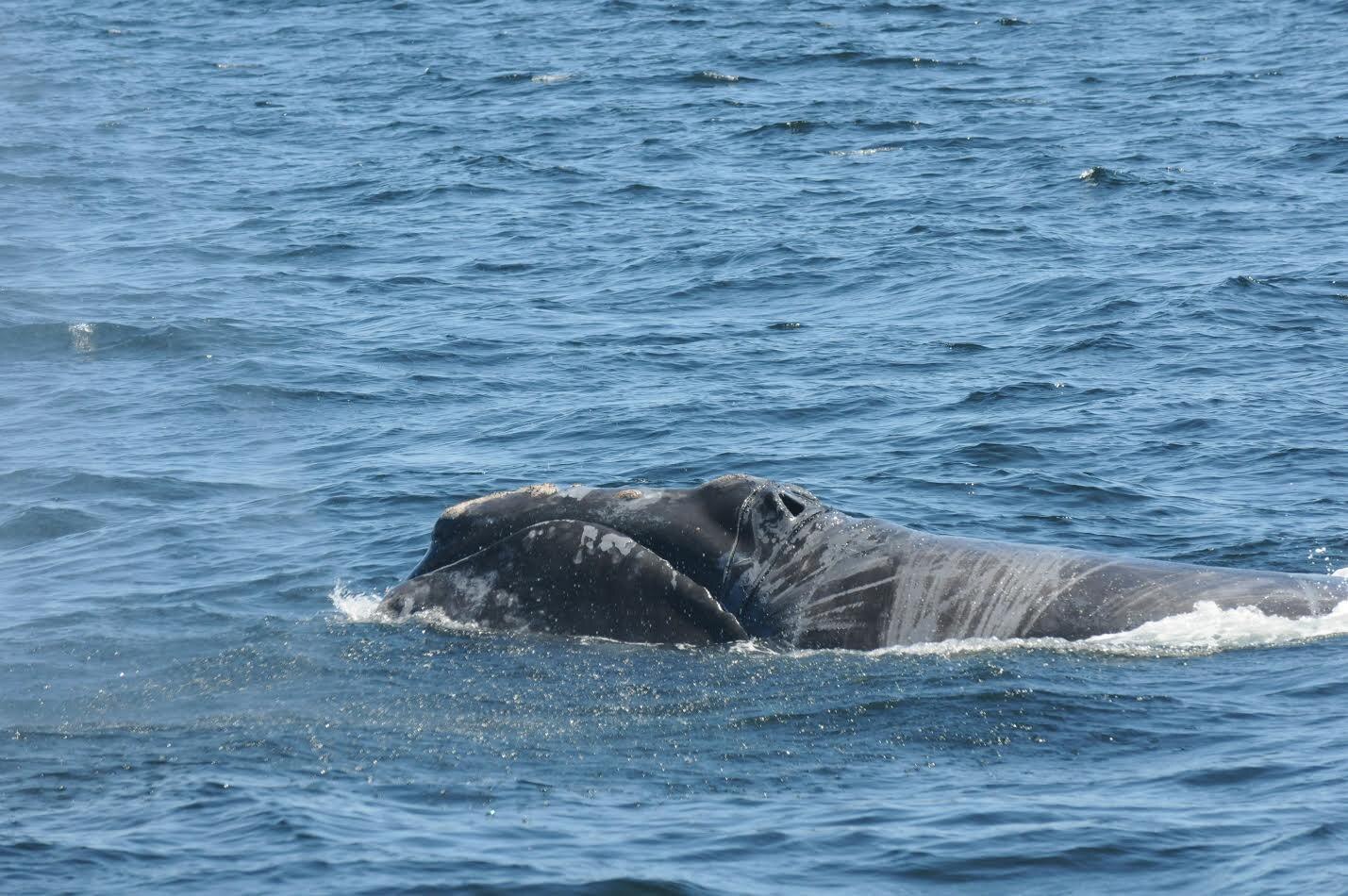 Une baleine noire secourue près du NouveauBrunswick RadioCanada.ca