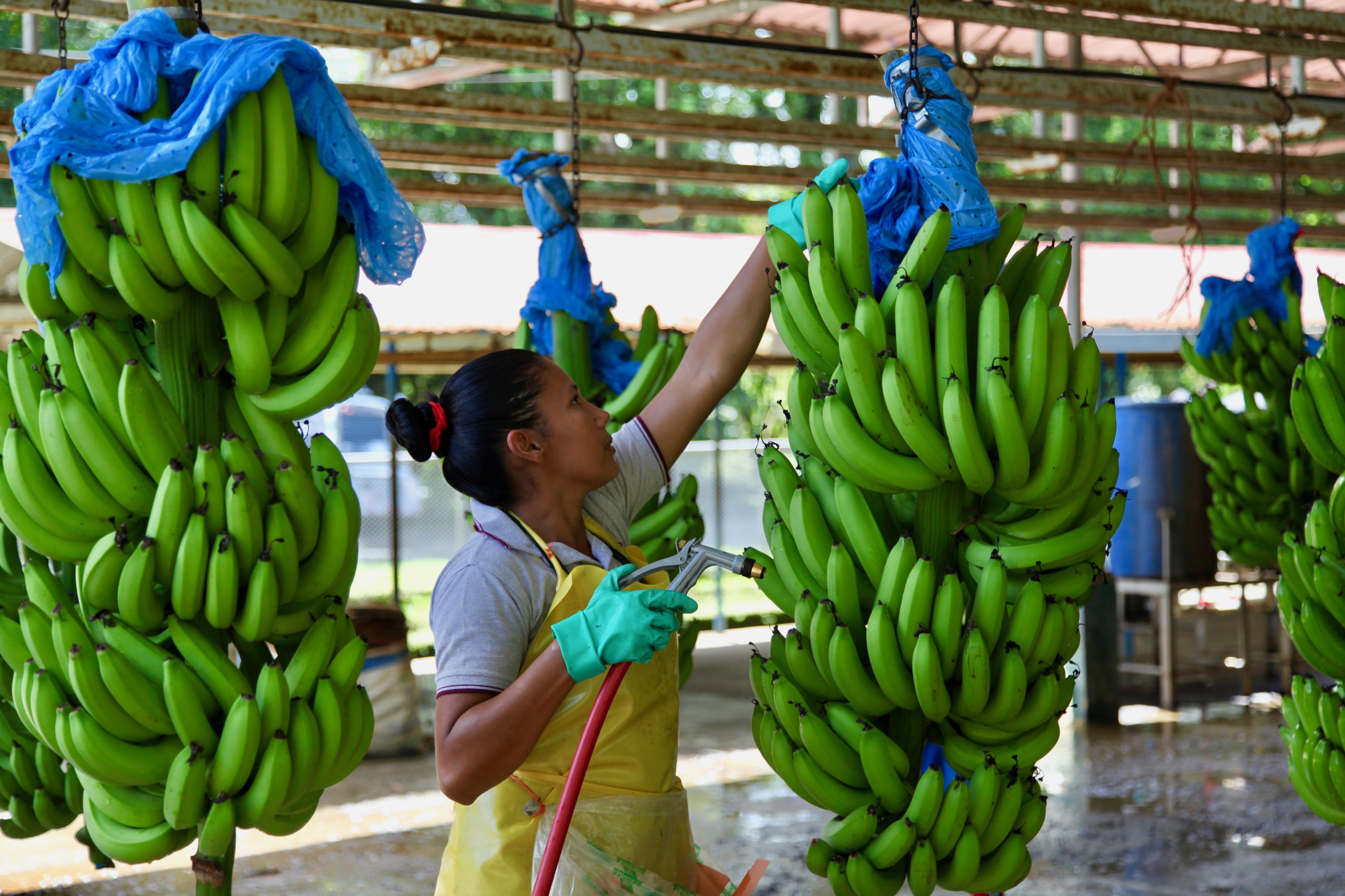 La Banane Un Fruit En Sursis Radio Canada Ca