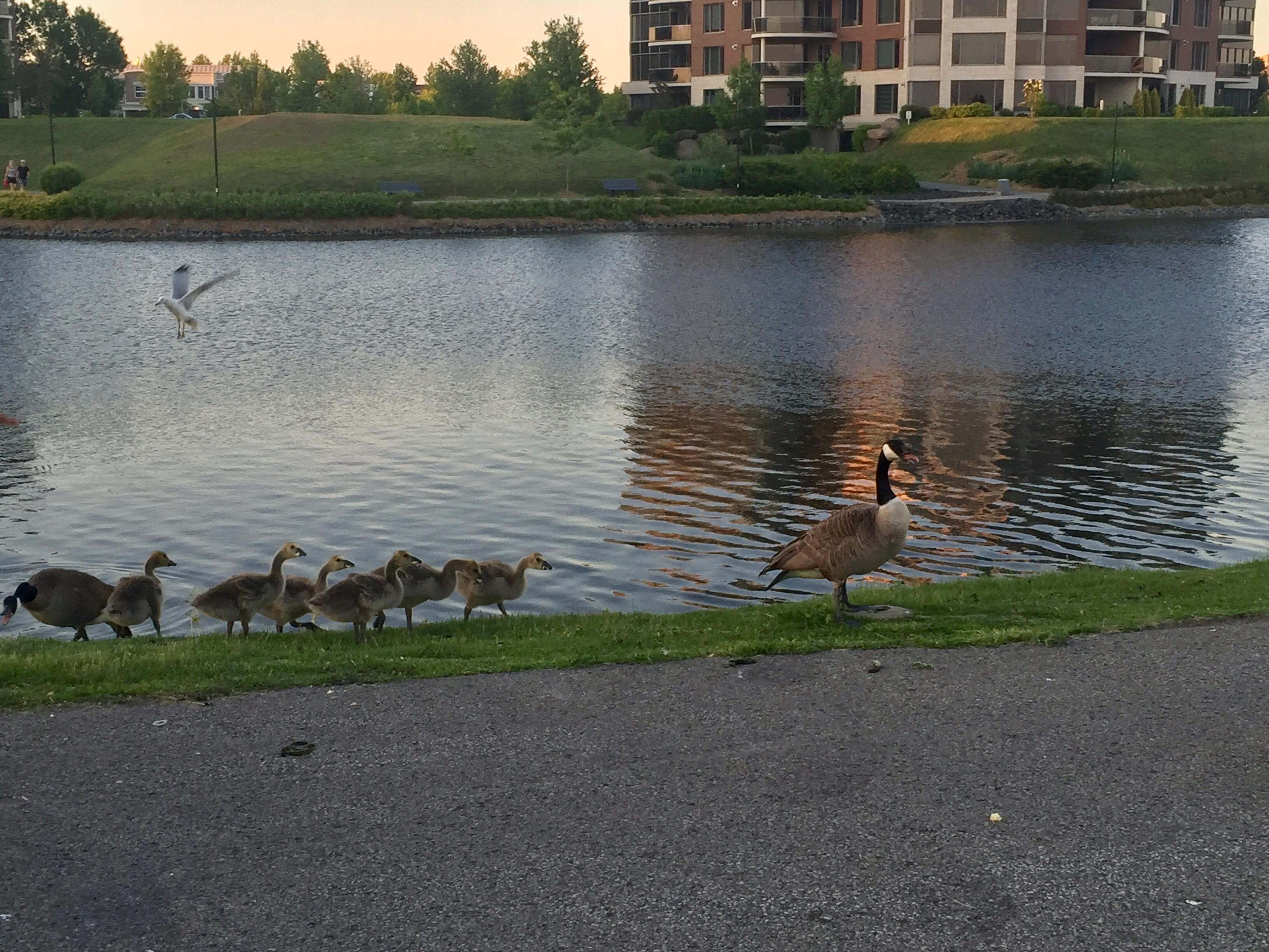 Comment Agir En Presence De Bebes Animaux Sauvages Radio Canada Ca