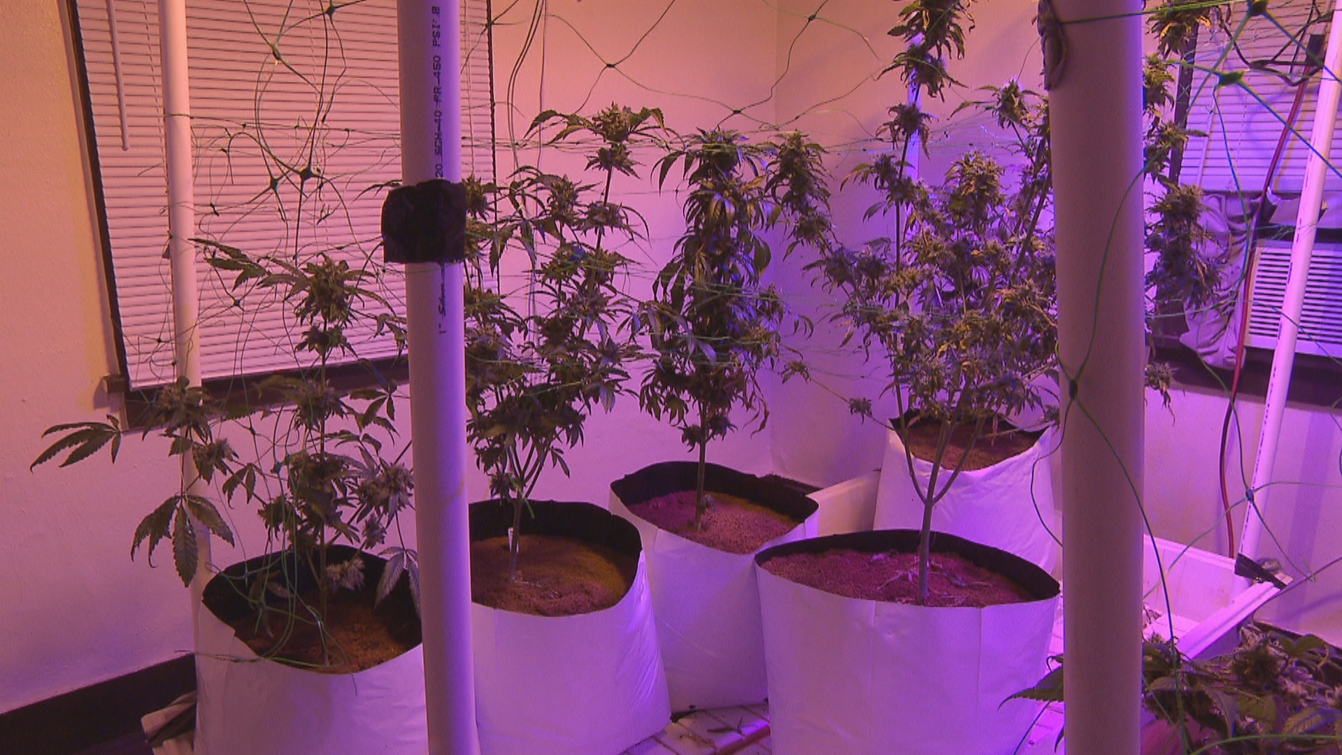 Faire pousser du cannabis chez soi, pas si facile que ça | Radio-Canada.ca