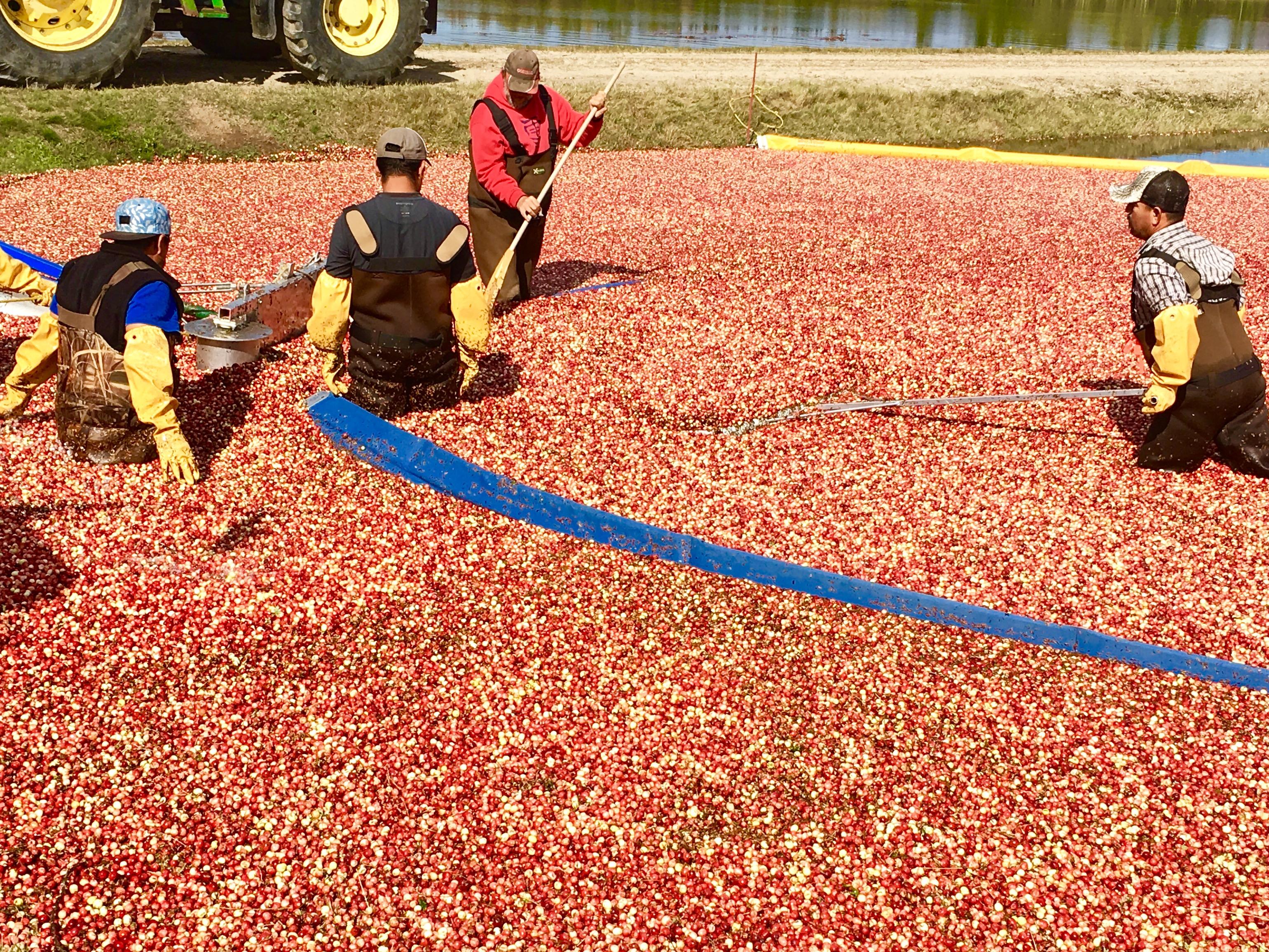 Saison Difficile Pour Les Producteurs De Canneberges | Radio-Canada.ca