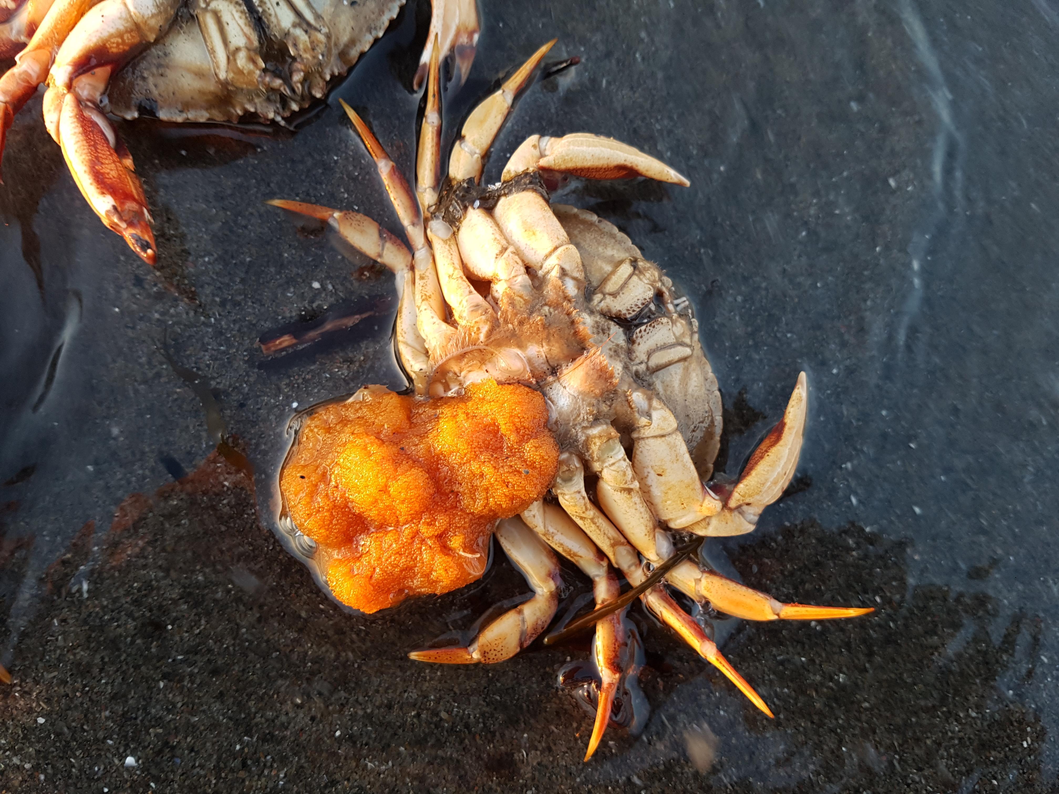 Le froid pousse des crabes hors de l’eau RadioCanada.ca