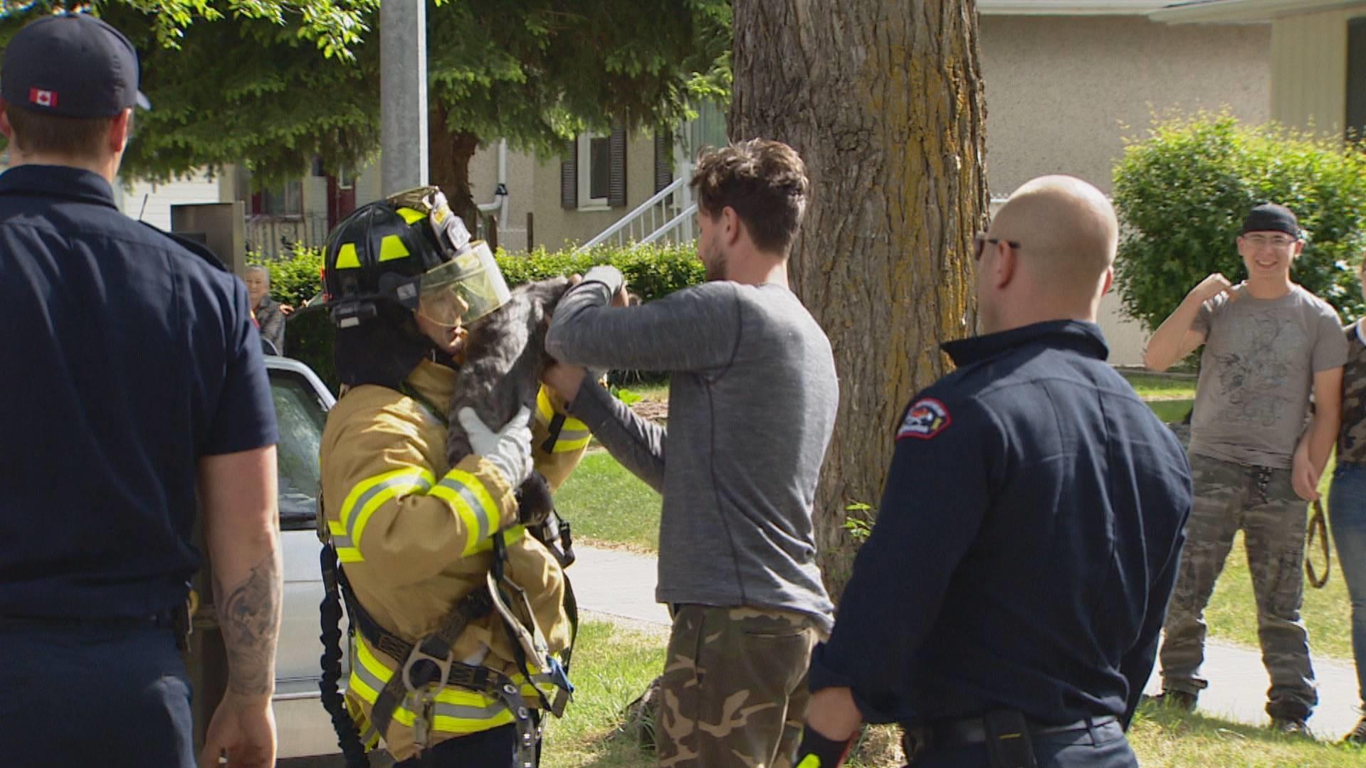 Un Pompier D Edmonton Sauve Le Premier Jour De Son Travail Un Chat Perche Dans Un Arbre Radio Canada Ca