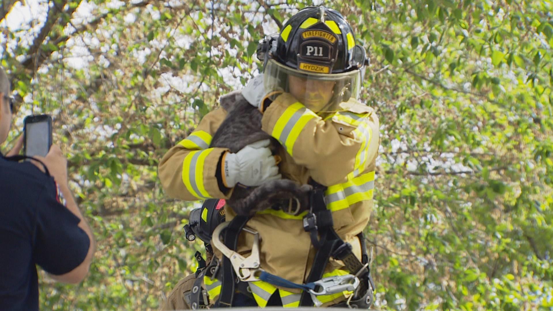 Un Pompier D Edmonton Sauve Le Premier Jour De Son Travail Un Chat Perche Dans Un Arbre Radio Canada Ca