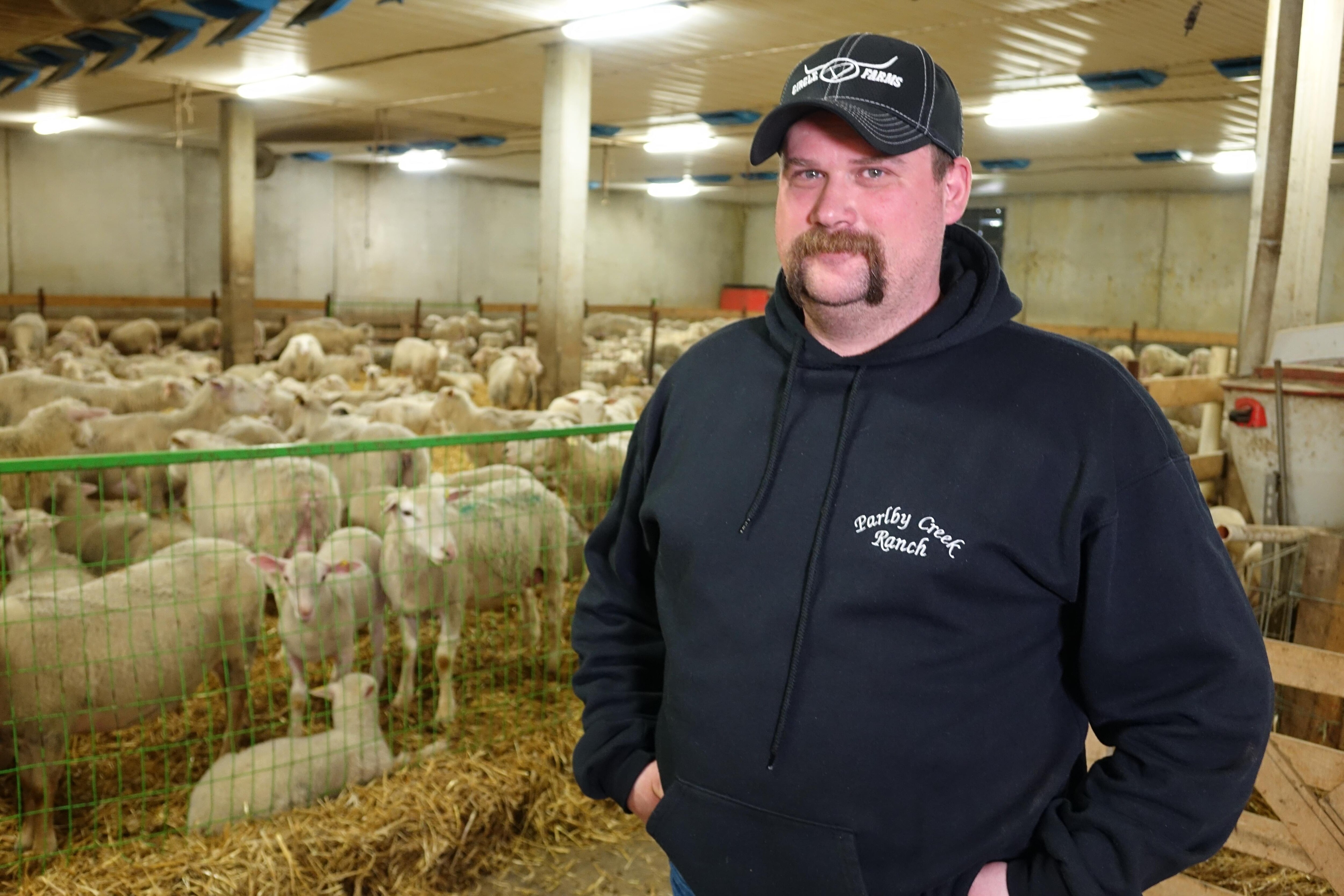 L Agneau Une Industrie Qui Reve D Etre Aussi Grosse Que Le Boeuf Radio Canada Ca