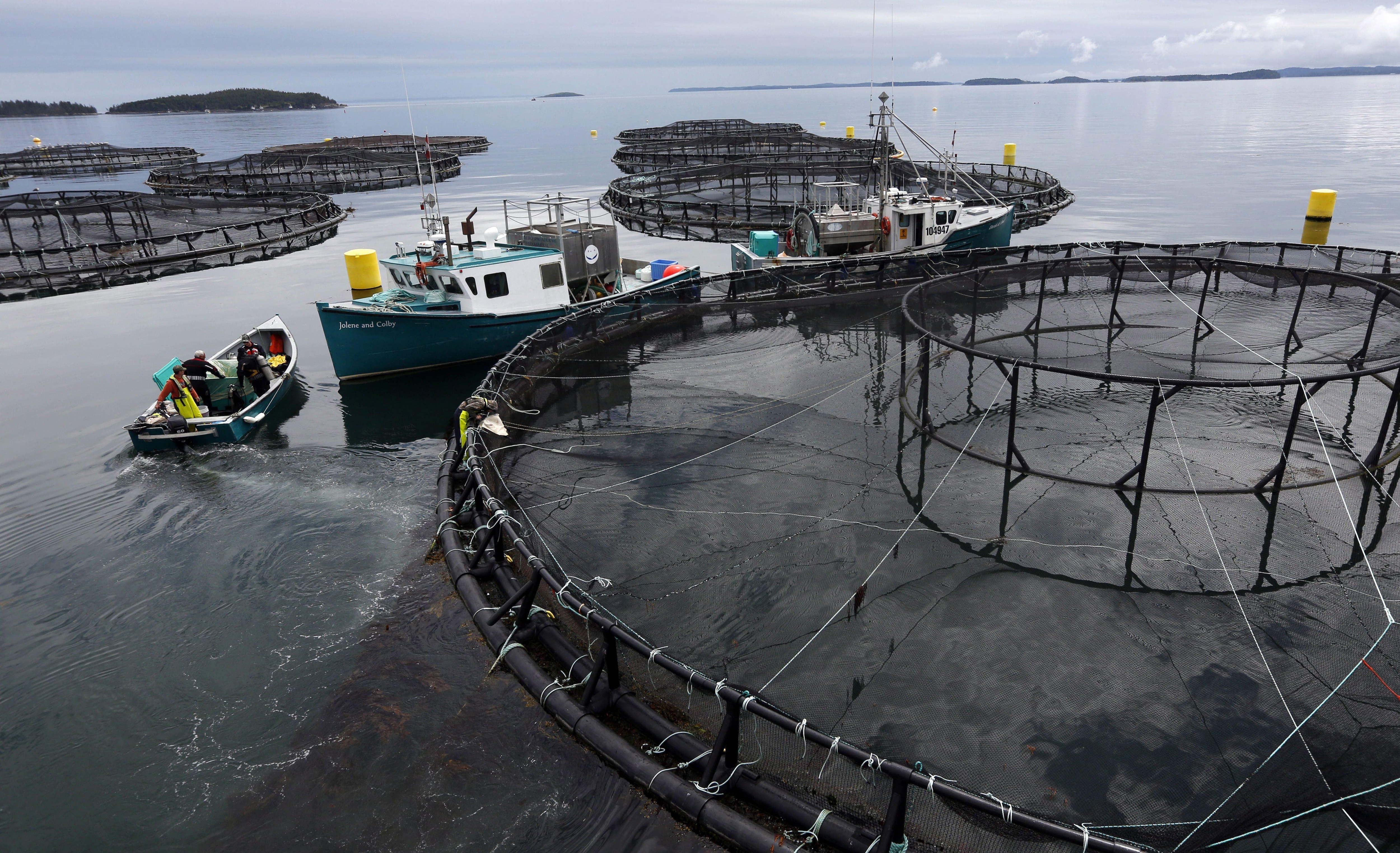Cooke Aquaculture veut prendre de l’expansion en NouvelleÉcosse