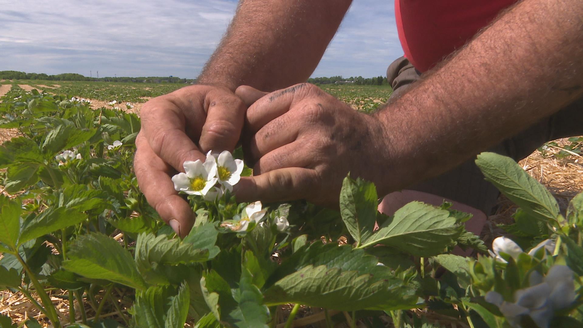 La culture des fraises plonge sur l'ÎleduPrinceÉdouard RadioCanada.ca