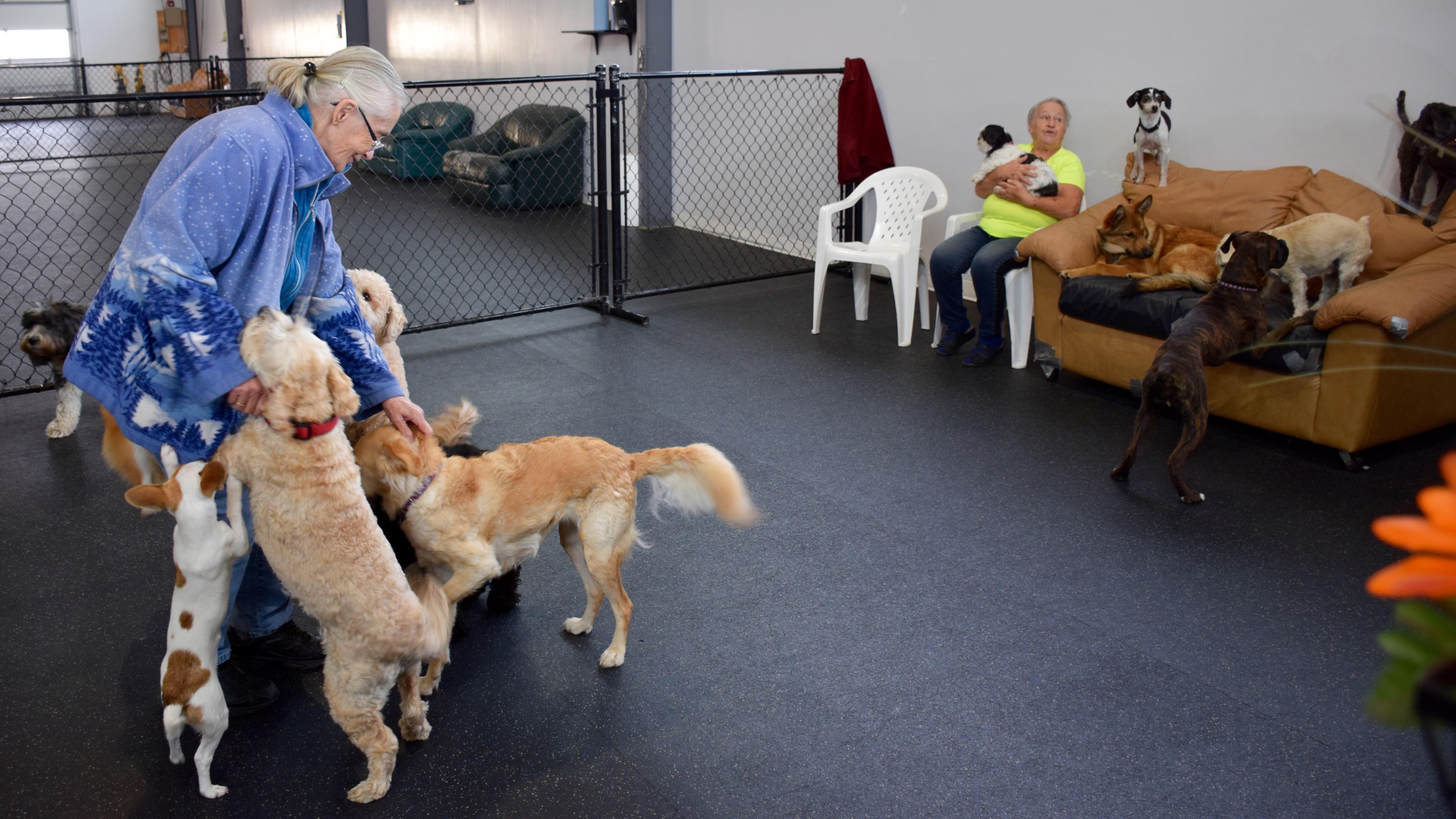 L'attrait grandissant des garderies canines RadioCanada.ca