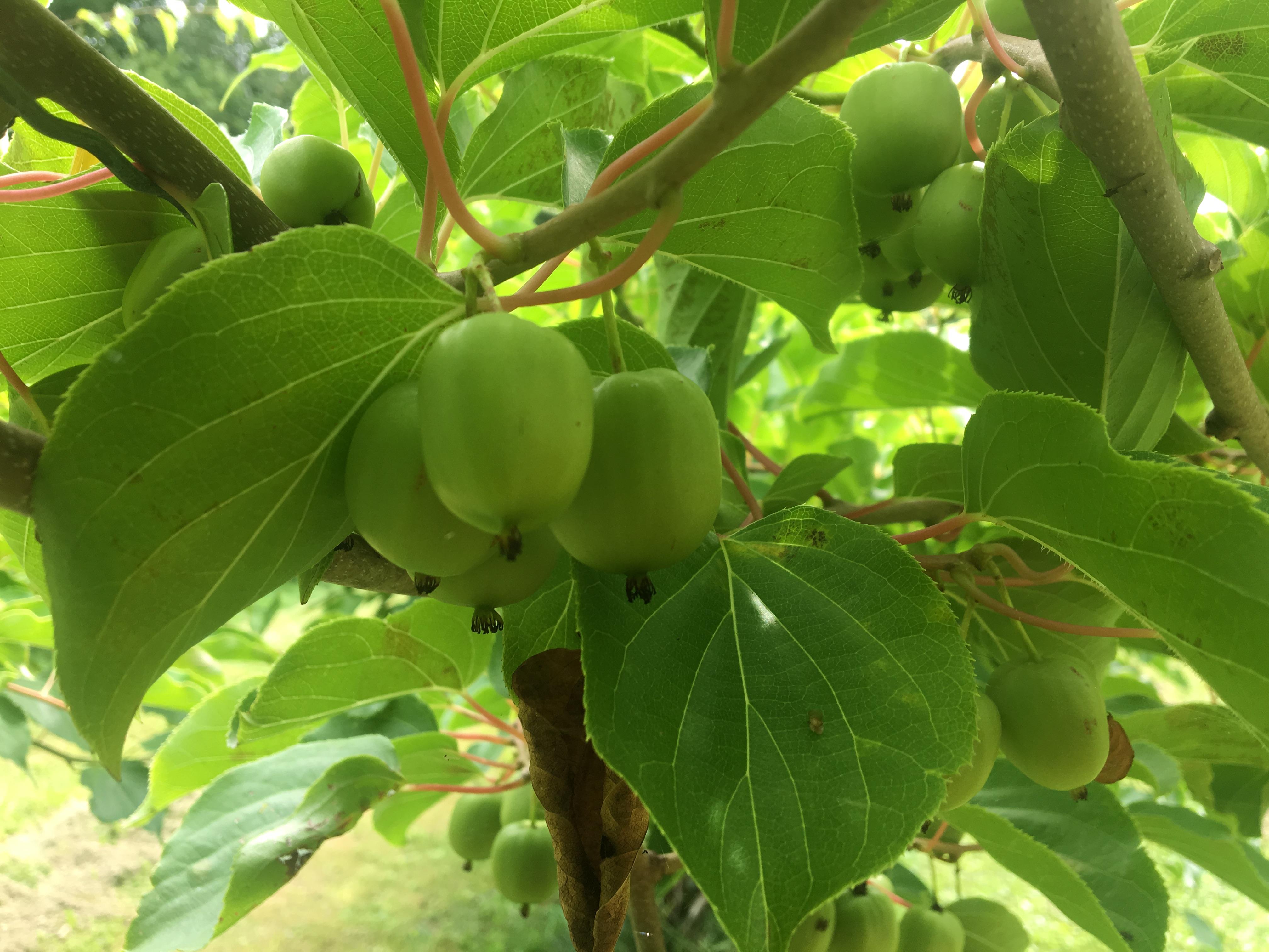 Des kiwis cultivés à 40 km de Québec ICI RadioCanada.ca