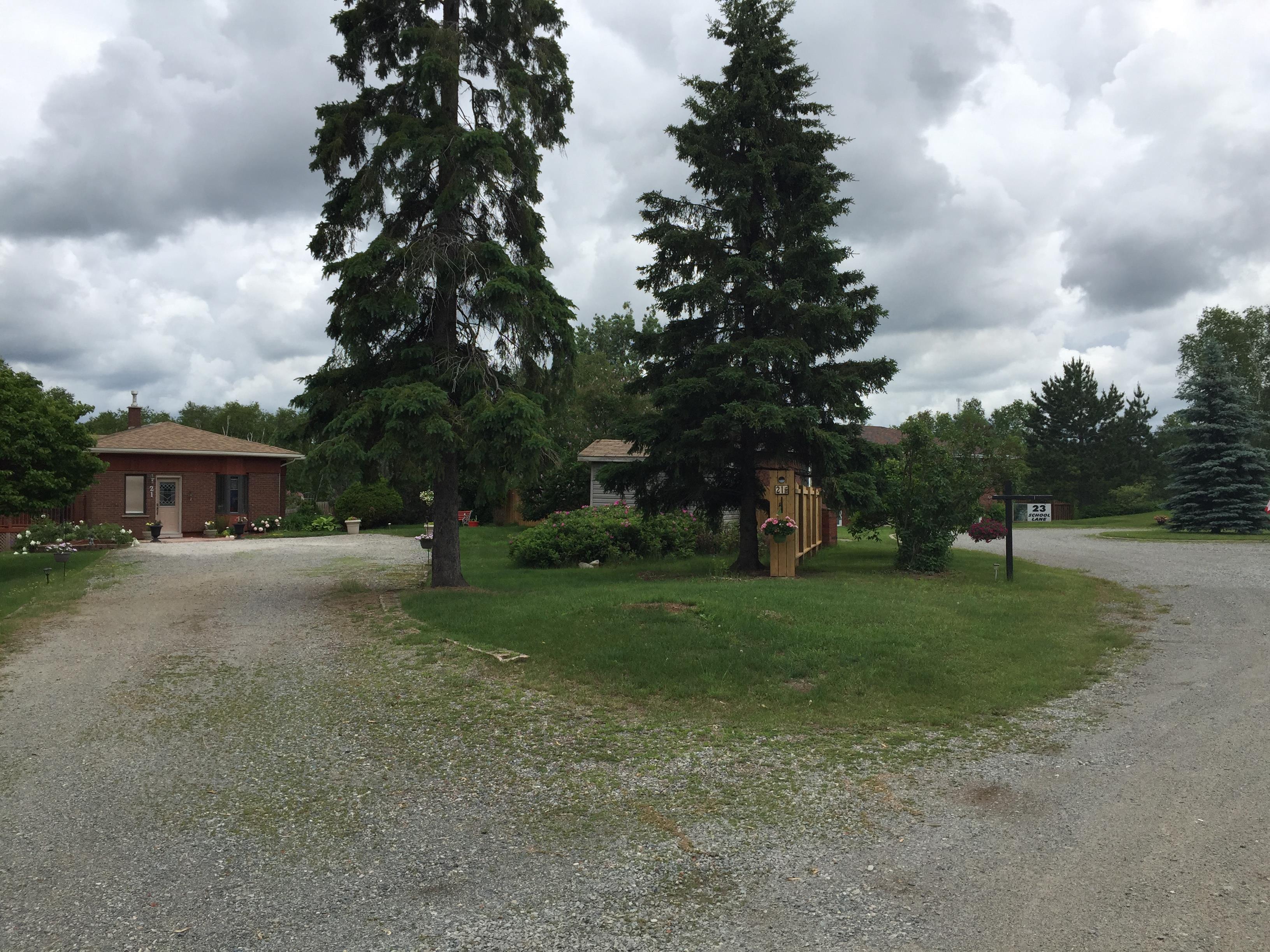 Les lapins prolifèrent dans un quartier du Grand Sudbury RadioCanada.ca