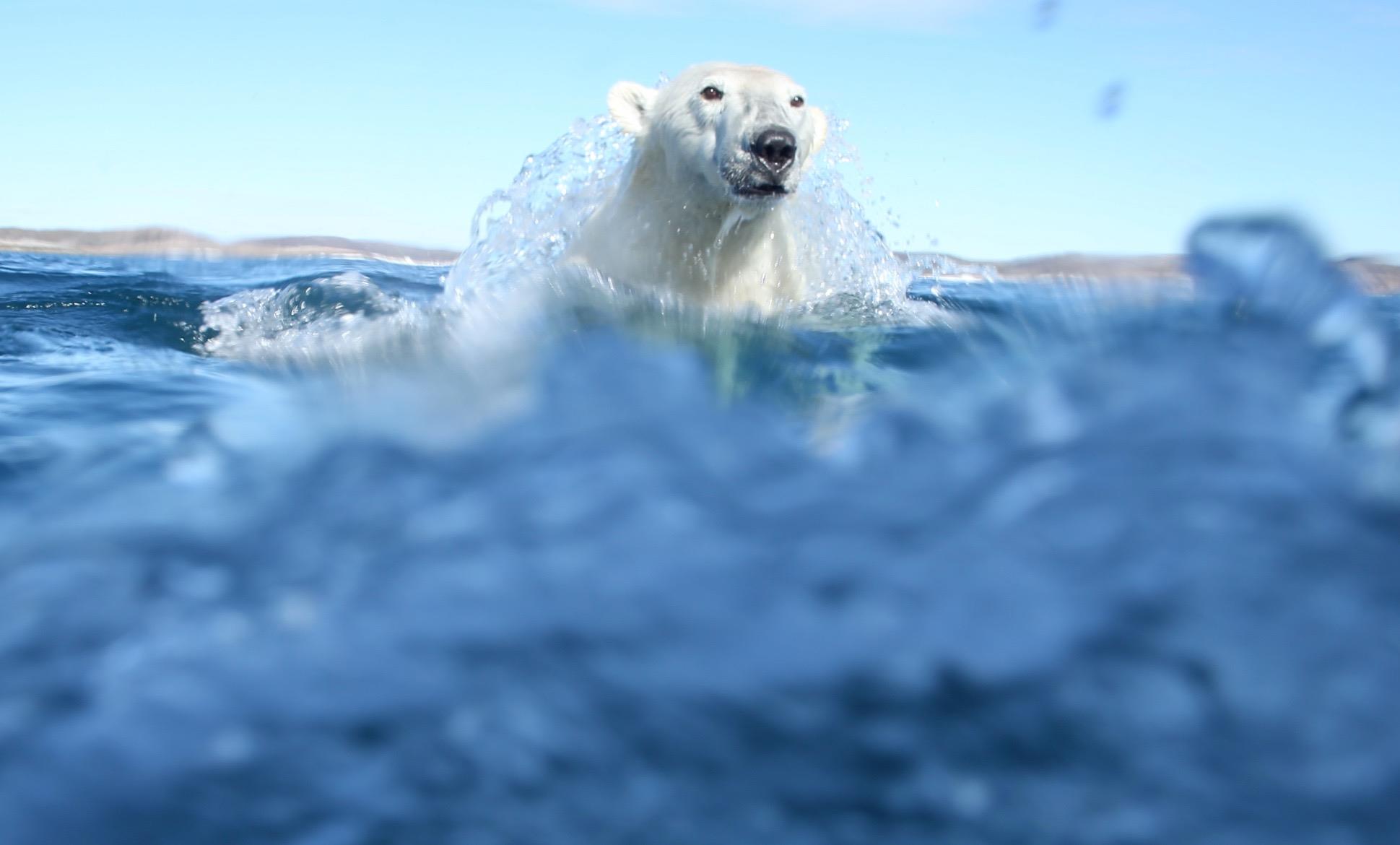 Ours Polaire Sur Une Plage Photo Originale Les souvenirs de l’Arctique de Mario Cyr, le Spielberg des profondeurs