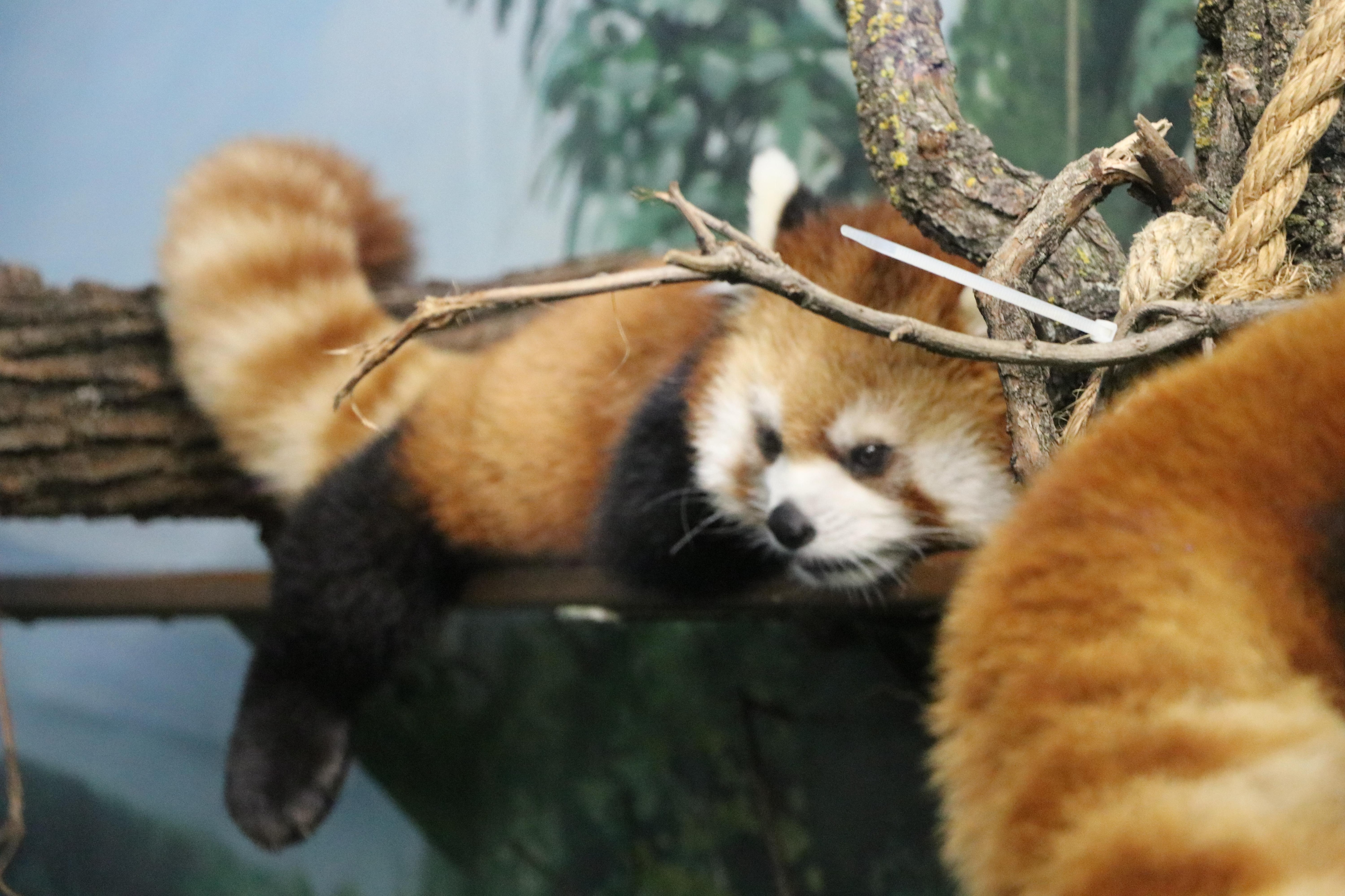 Deux Bebes Pandas Roux Baptises Au Zoo De Winnipeg Radio Canada Ca